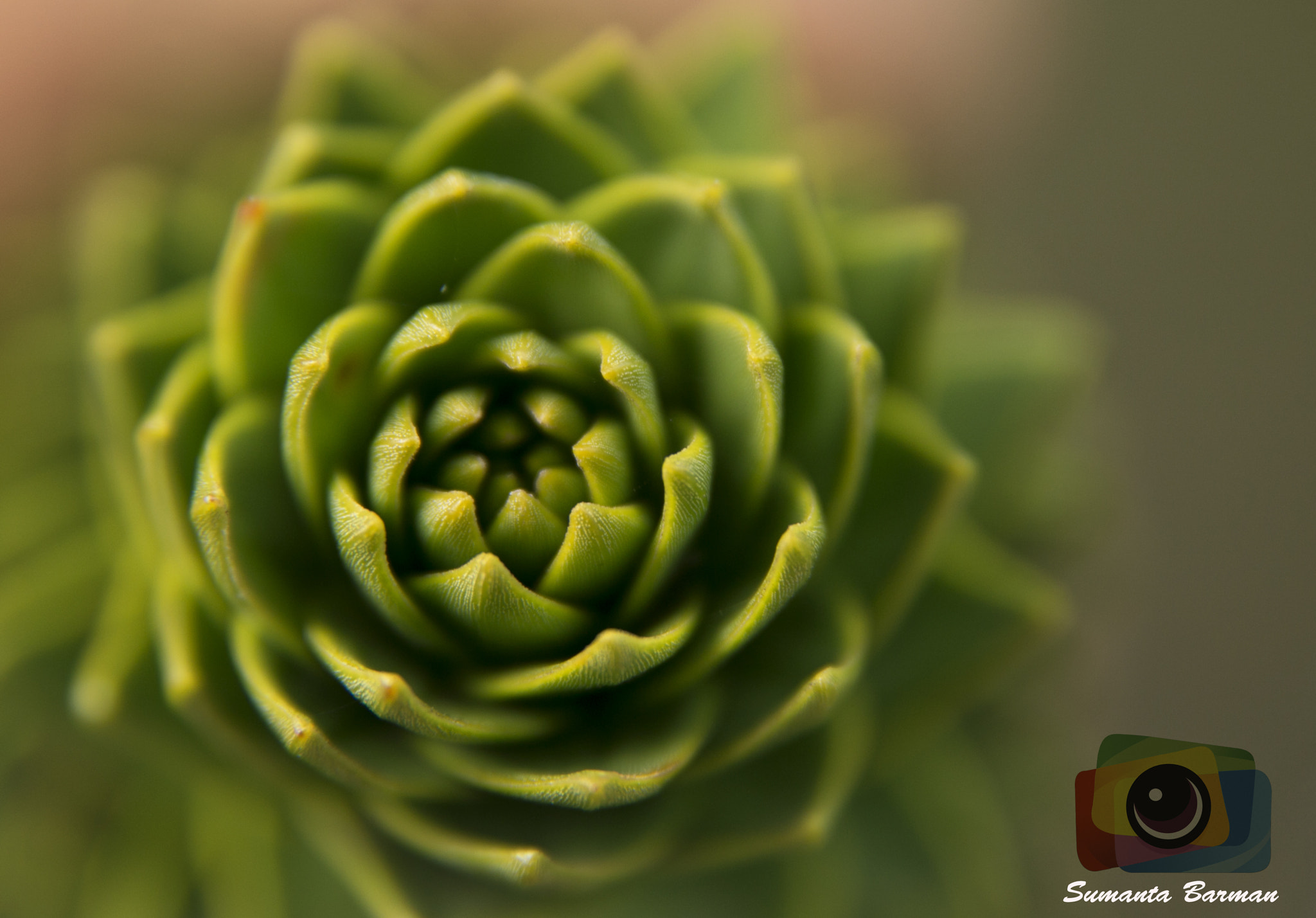 Canon EOS 70D + Canon EF 500mm F4L IS USM sample photo. Architectural beauty of nature....... photography