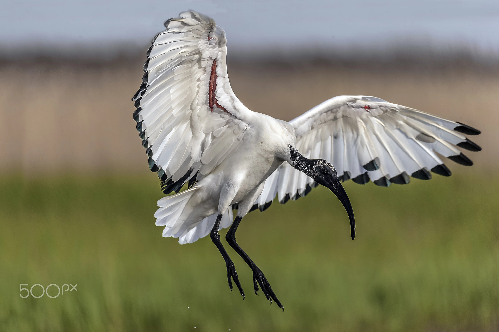 Sigma 150-600mm F5-6.3 DG OS HSM | C sample photo. Ibis sacro photography