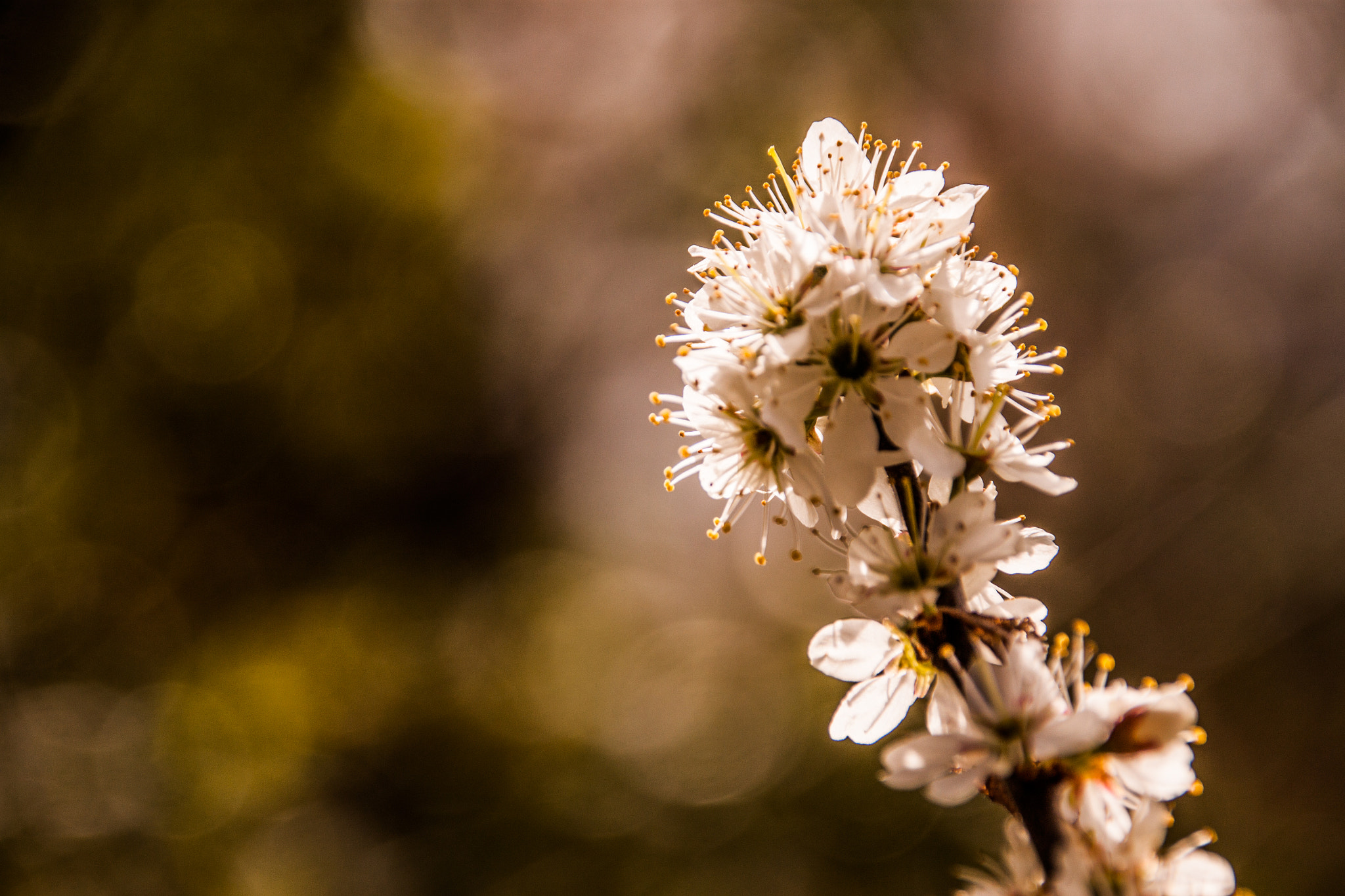 Sigma 18-250mm F3.5-6.3 DC OS HSM sample photo. Spring photography