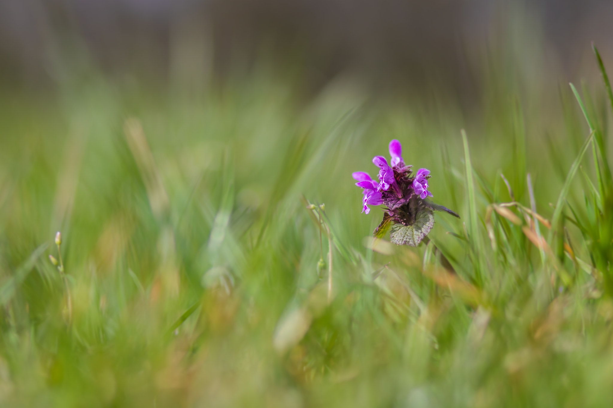 Canon EOS 750D (EOS Rebel T6i / EOS Kiss X8i) + Canon EF 85mm F1.8 USM sample photo. Alone photography
