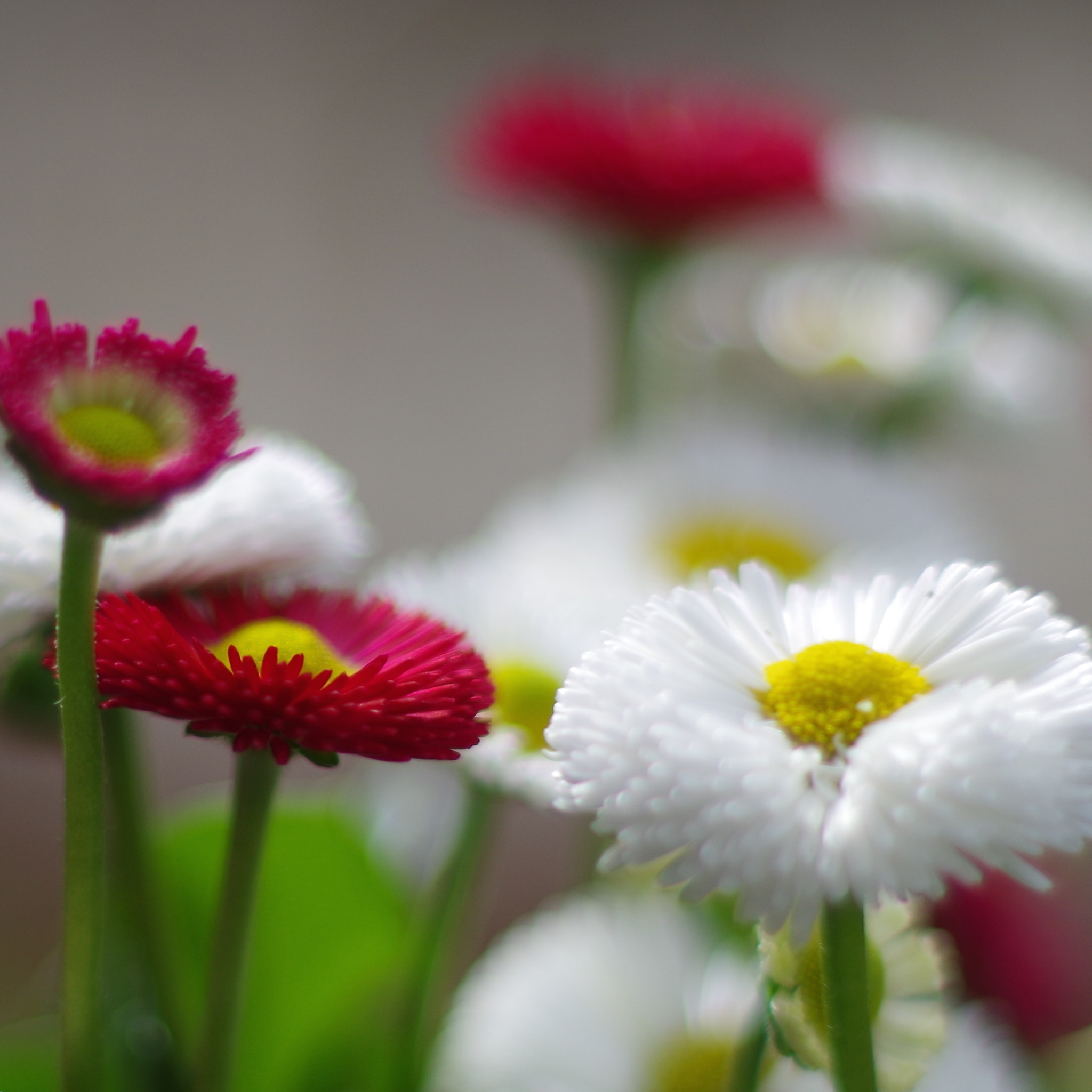 Pentax K-50 + Pentax smc FA 50mm F1.4 sample photo. Spring flowers photography