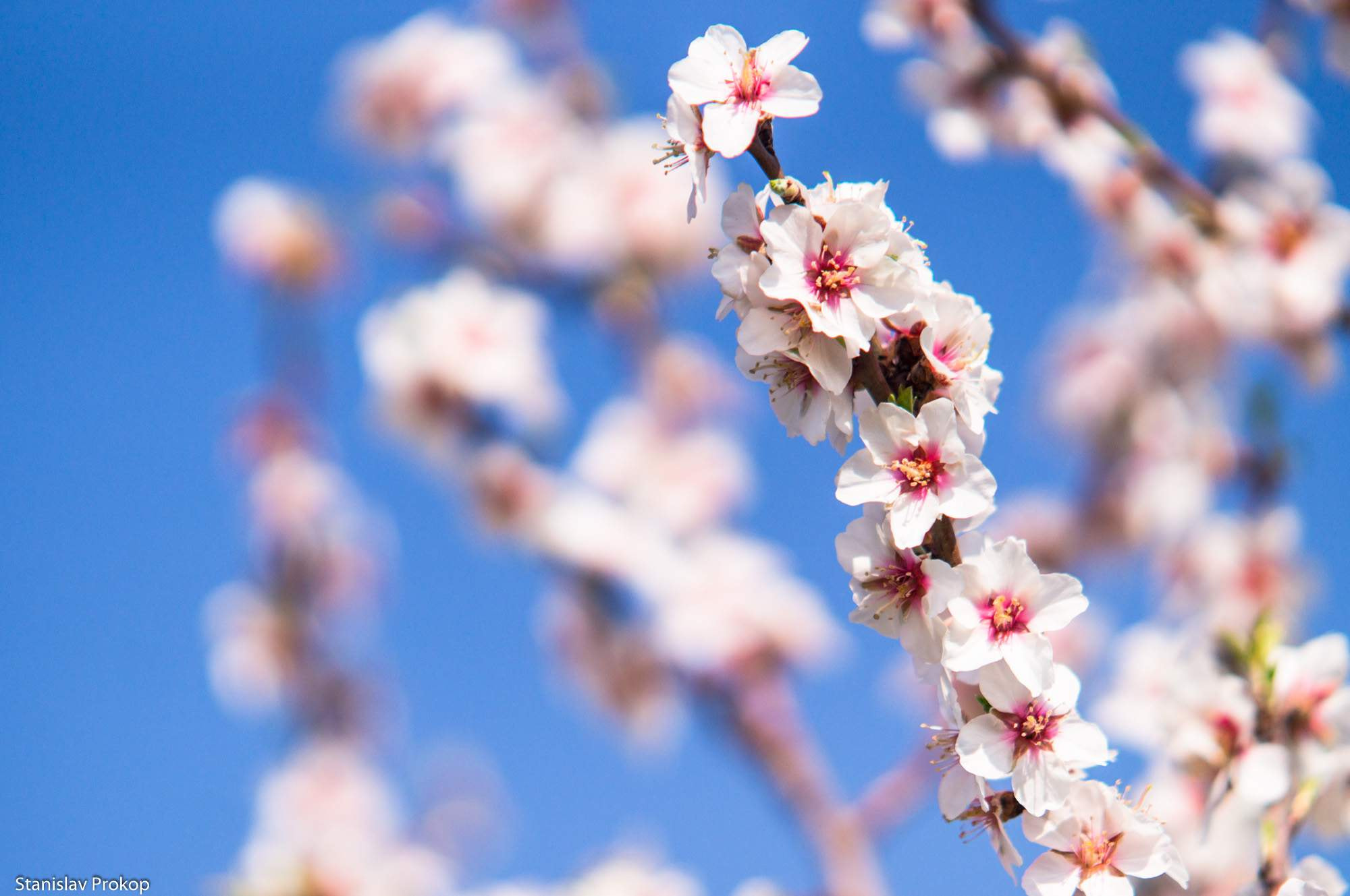 Sony SLT-A57 + Sigma M-AF 70-200mm F2.8 EX APO sample photo. Spring is here photography