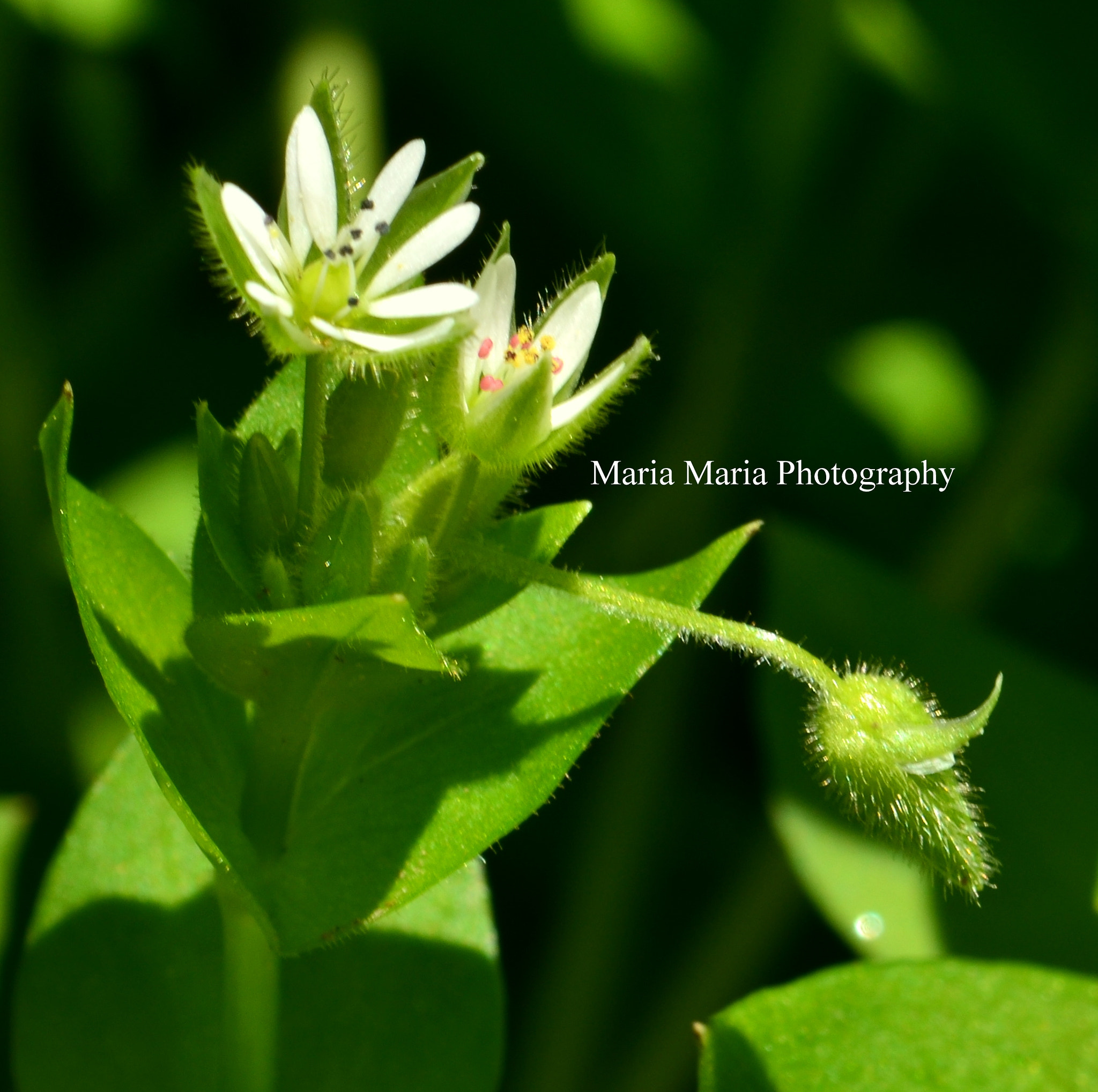 Sigma 28-90mm F3.5-5.6 Macro sample photo. Tiny tiny garden flowers photography