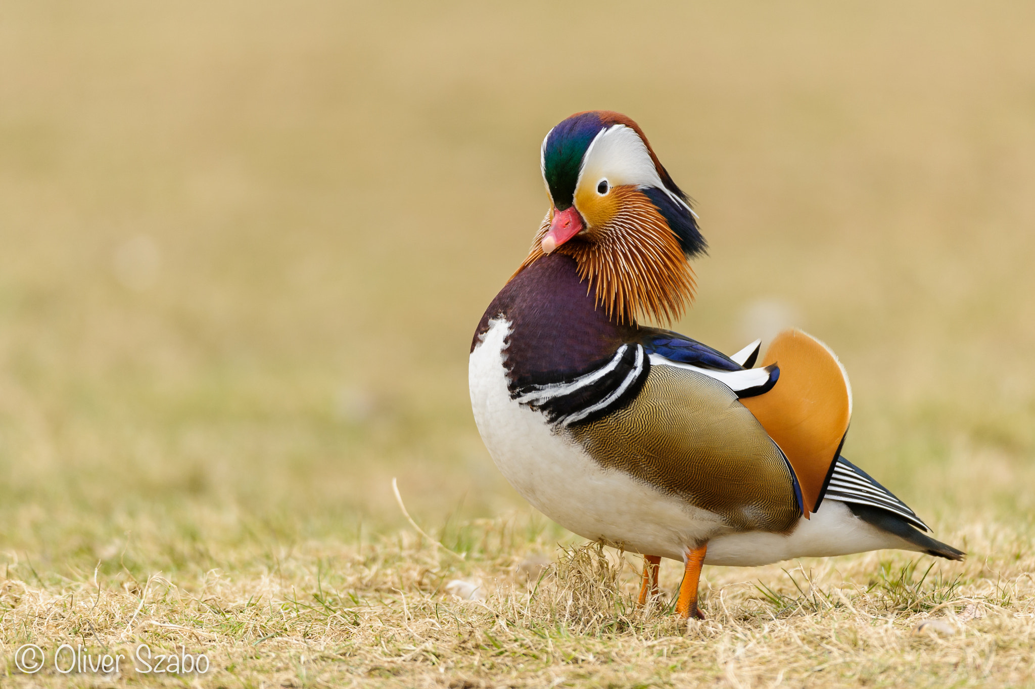 Nikon AF-S Nikkor 200-400mm F4G ED-IF VR sample photo. Mandarin duck photography
