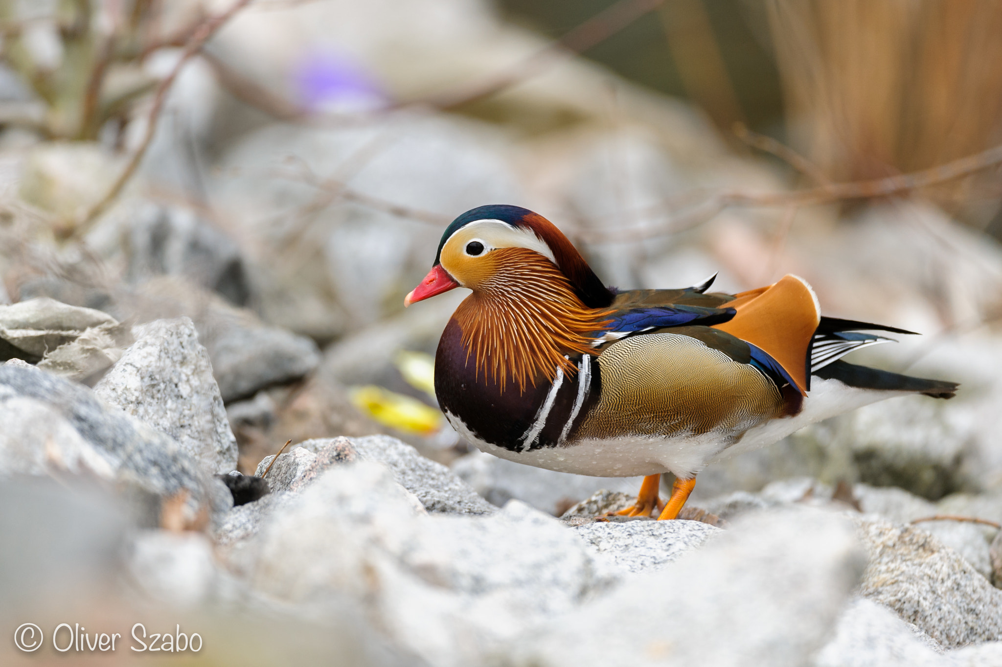 Nikon AF-S Nikkor 200-400mm F4G ED-IF VR sample photo. Mandarin on the rocks photography