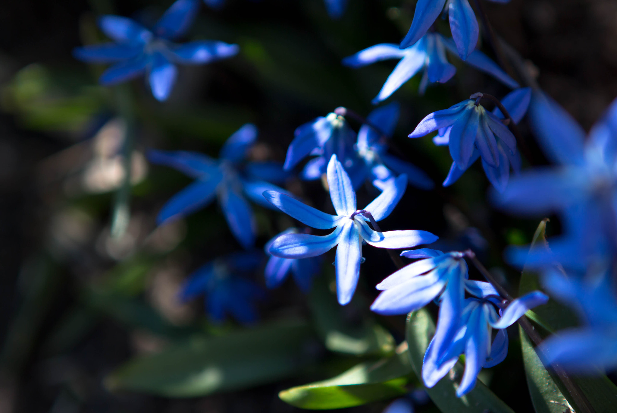 Canon EOS 650D (EOS Rebel T4i / EOS Kiss X6i) + Canon EF 24-70mm F2.8L USM sample photo. Spring is here photography