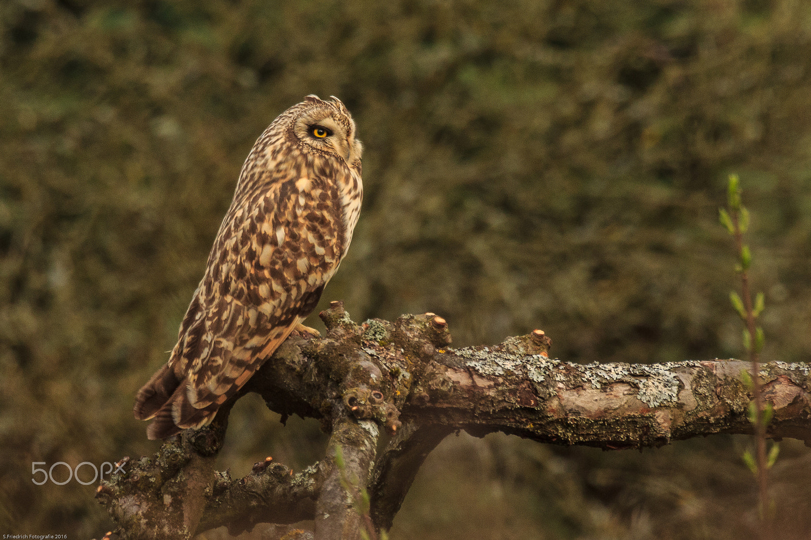 Sigma 50-500mm f/4-6.3 APO HSM EX sample photo. Short eared owl photography