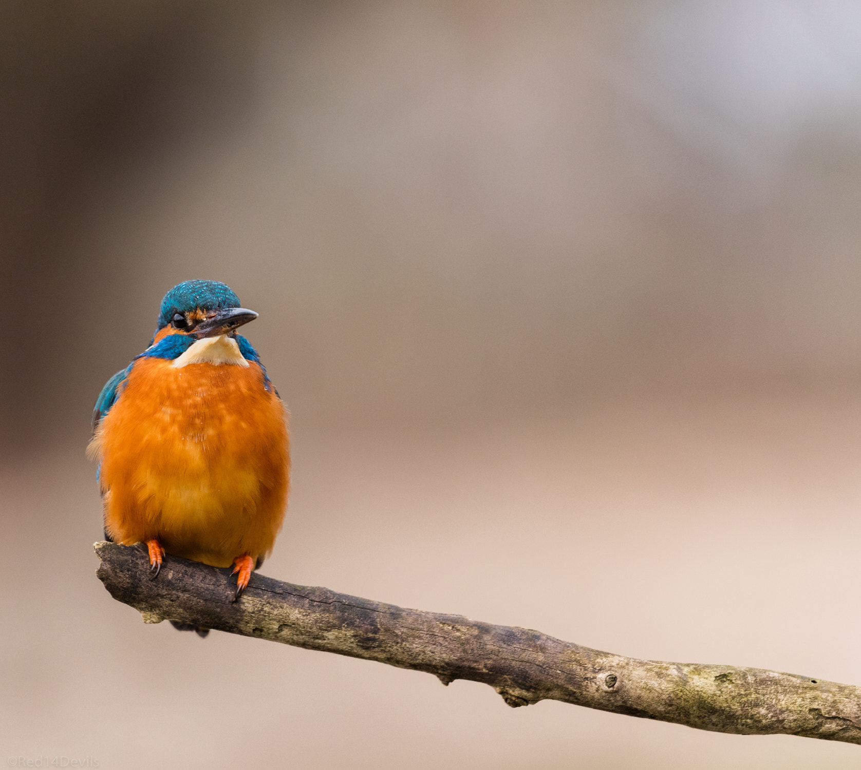 Canon EF 100-400mm F4.5-5.6L IS II USM sample photo. Kingfisher photography
