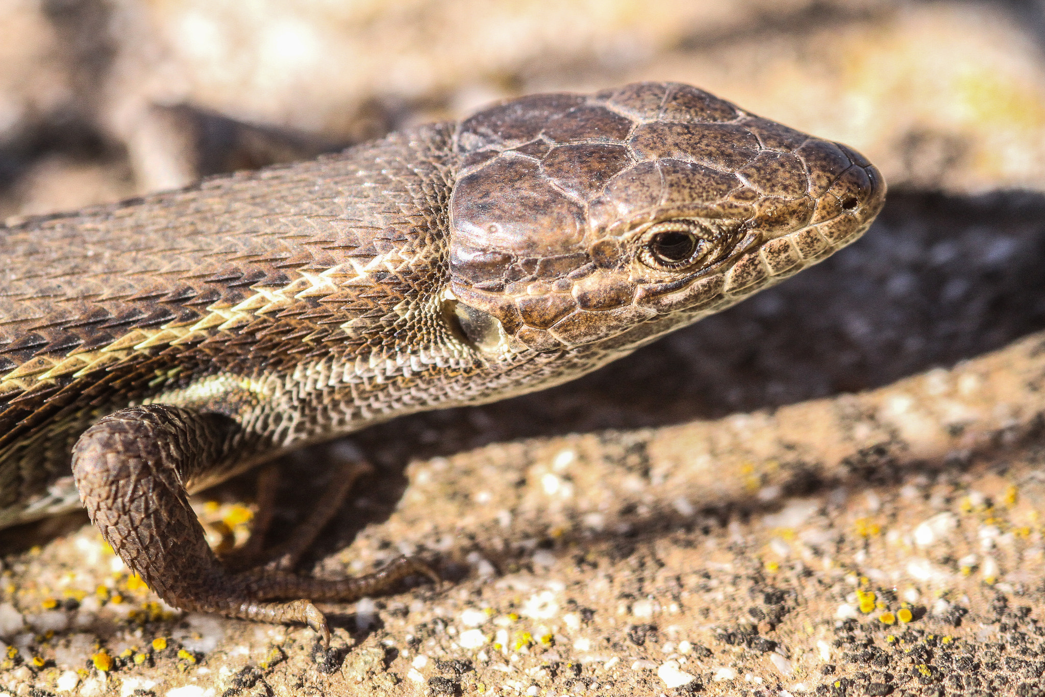 Canon EOS 7D + Sigma 105mm F2.8 EX DG Macro sample photo. Lagartija photography