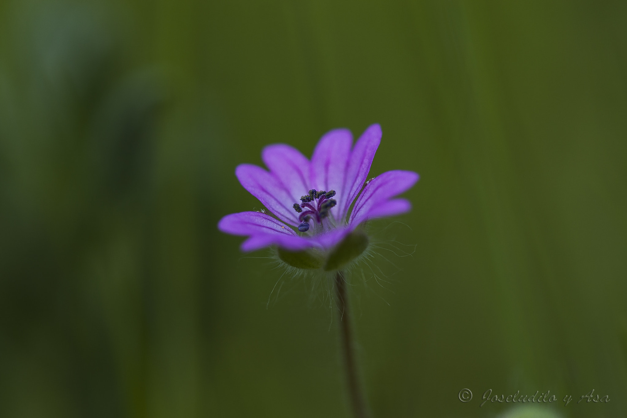 Canon EF-S 60mm F2.8 Macro USM sample photo. Maravillas que el suelo esconde. wonders that hid photography