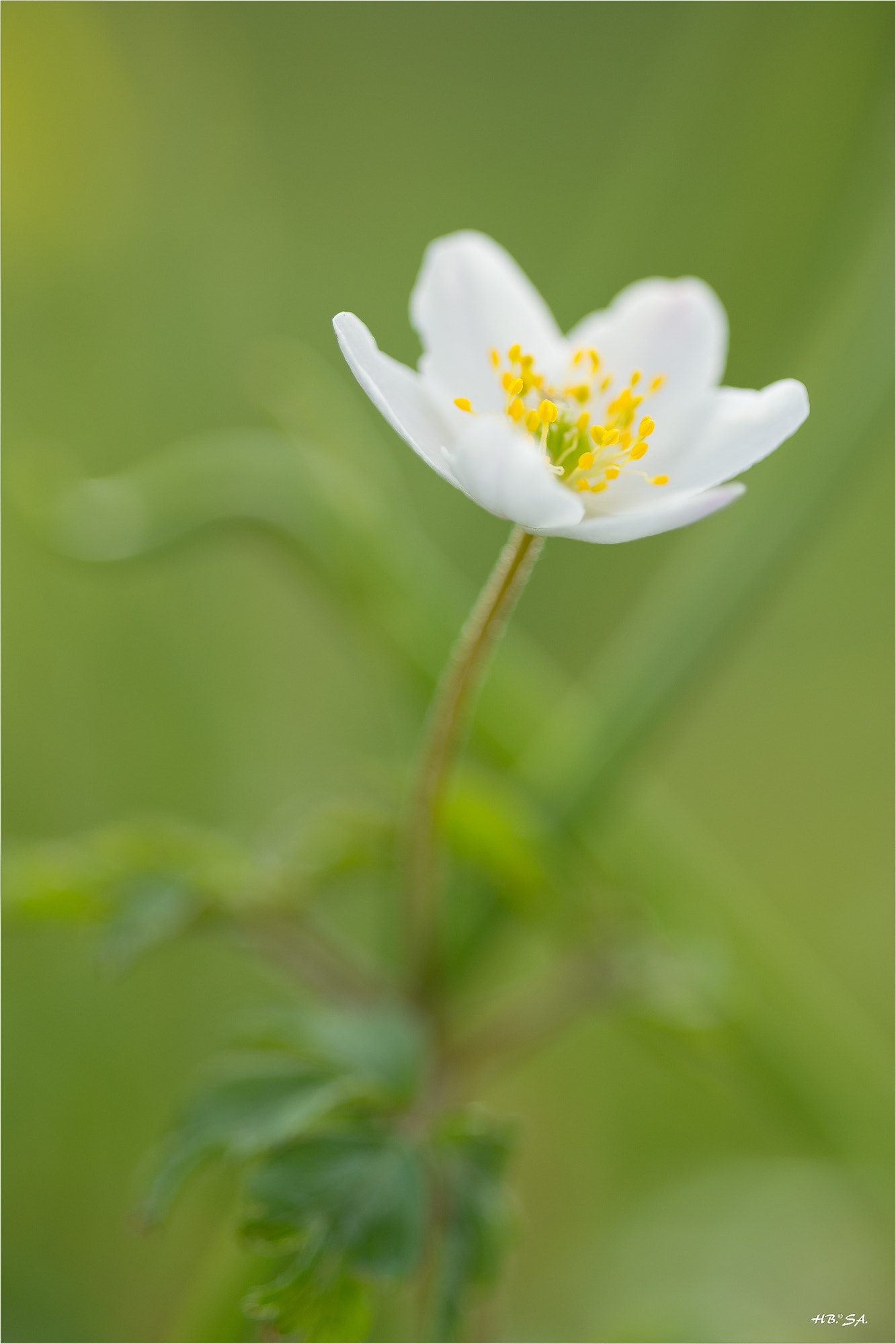 Sigma 150mm F2.8 EX DG OS Macro HSM sample photo. Buschwindröschen photography