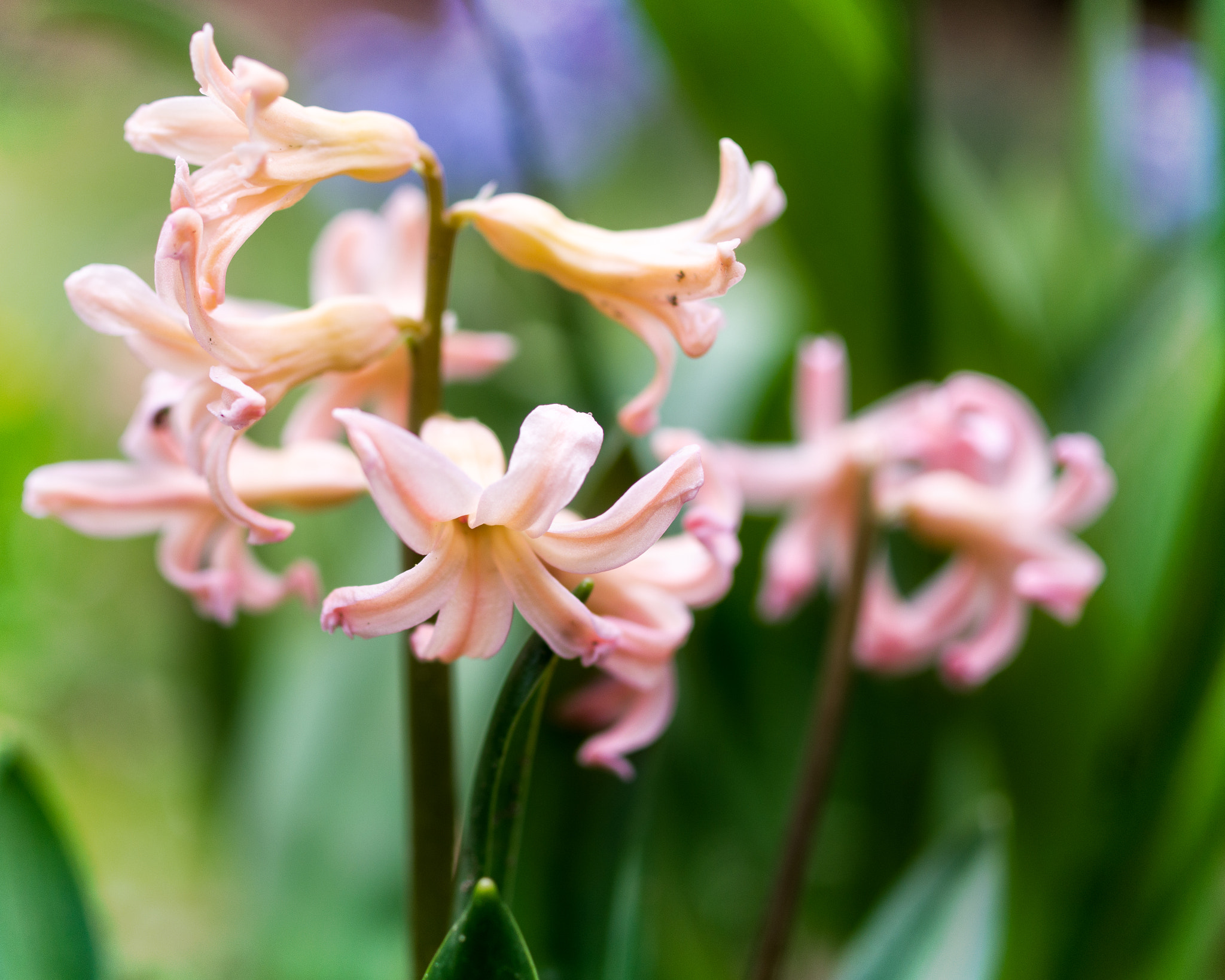 Pentax smc DA 35mm F2.8 Macro Limited sample photo. Spring flowers photography