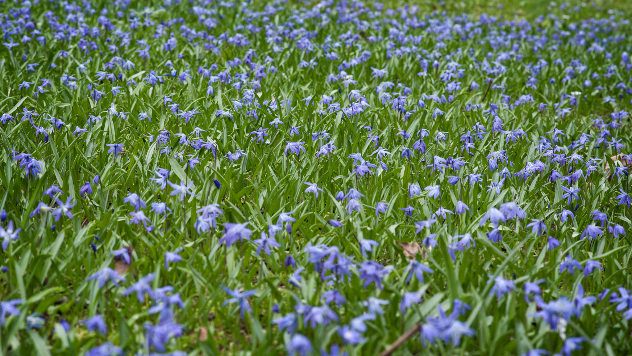 Pentax smc DA 70mm F2.4 AL Limited sample photo. Spring flowers photography