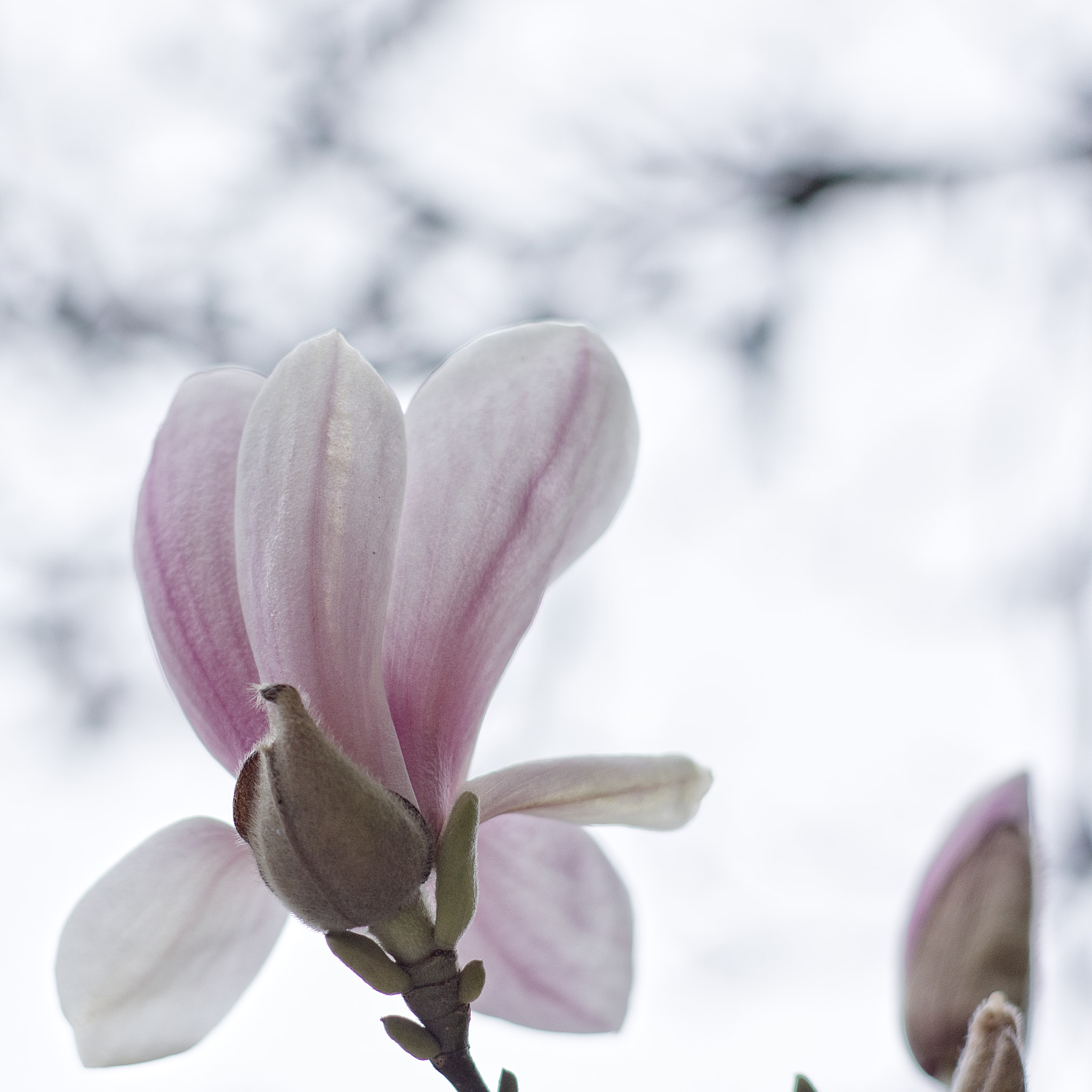 Pentax K-3 II + Pentax smc DA 70mm F2.4 AL Limited sample photo. Spring flowers photography