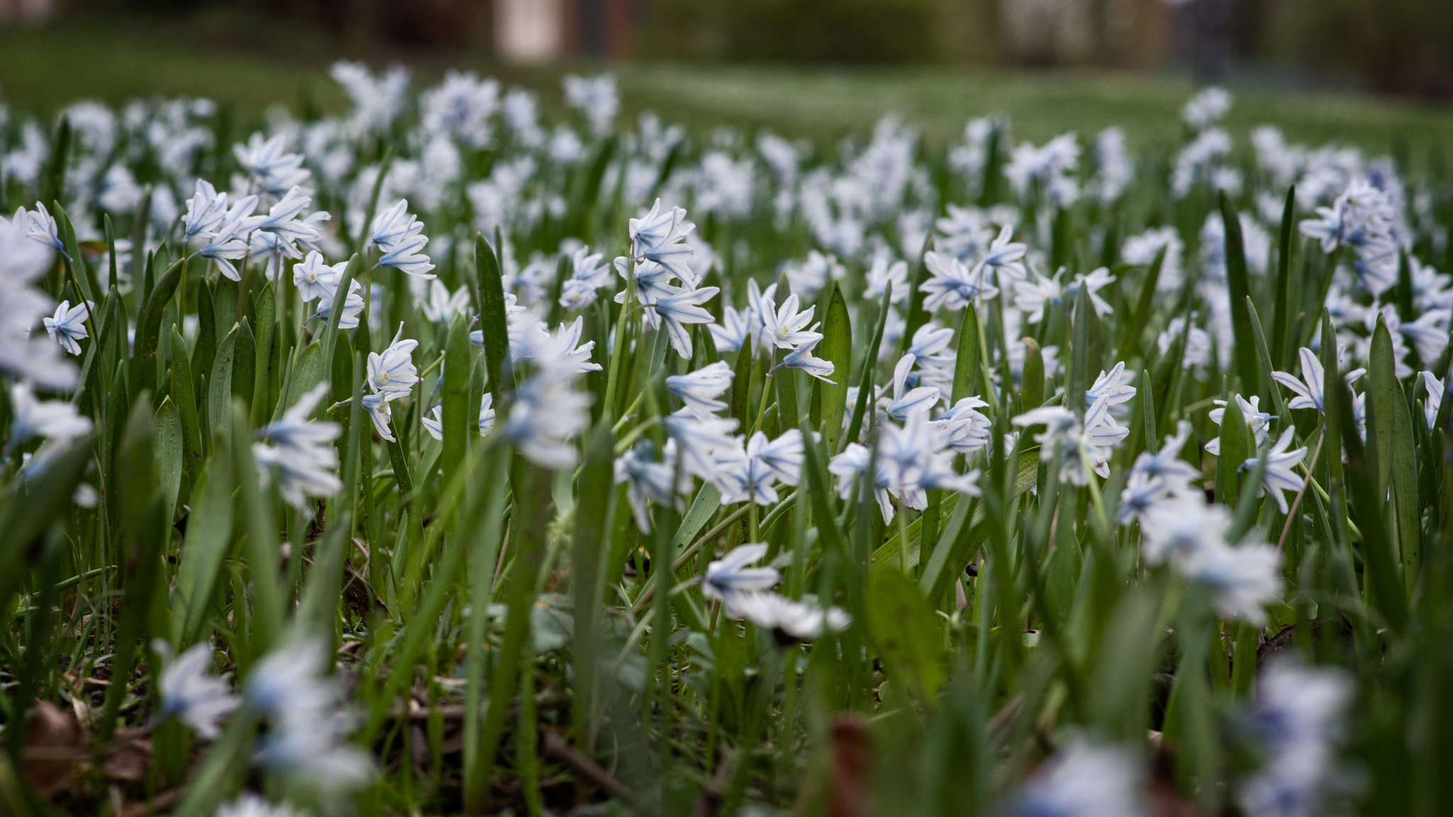 Pentax smc DA 70mm F2.4 AL Limited sample photo. Spring flowers photography