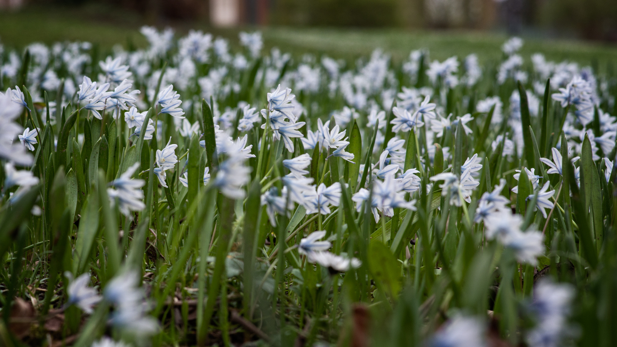 Pentax K-3 II + Pentax smc DA 70mm F2.4 AL Limited sample photo. Spring flowers photography