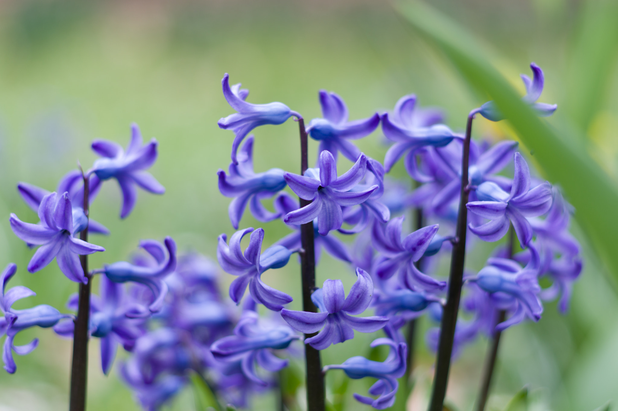 Pentax K-3 II + Pentax smc DA 70mm F2.4 AL Limited sample photo. Spring flowers photography