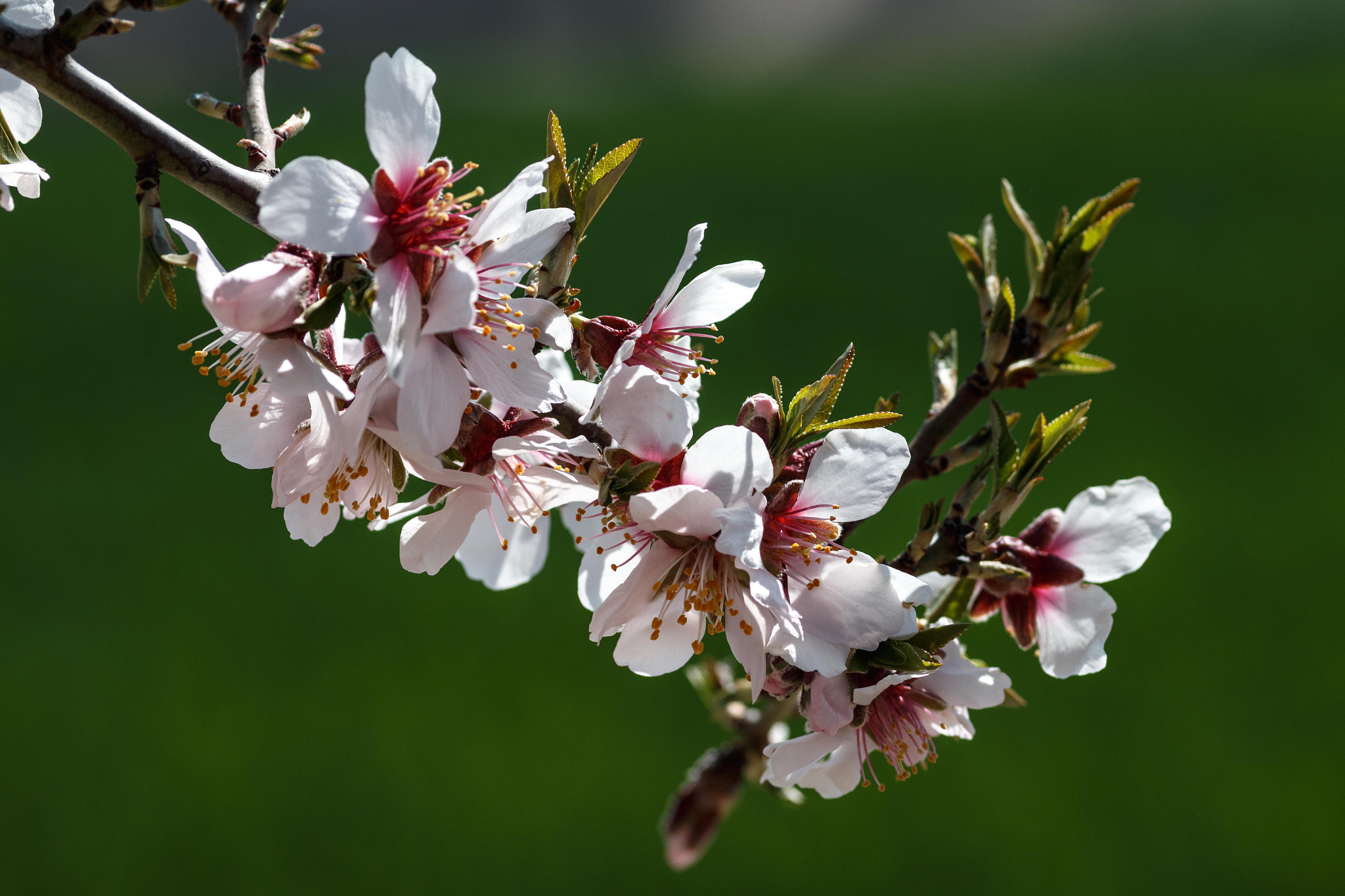Canon EOS 70D + Sigma 105mm F2.8 EX DG Macro sample photo. Spring burst! photography