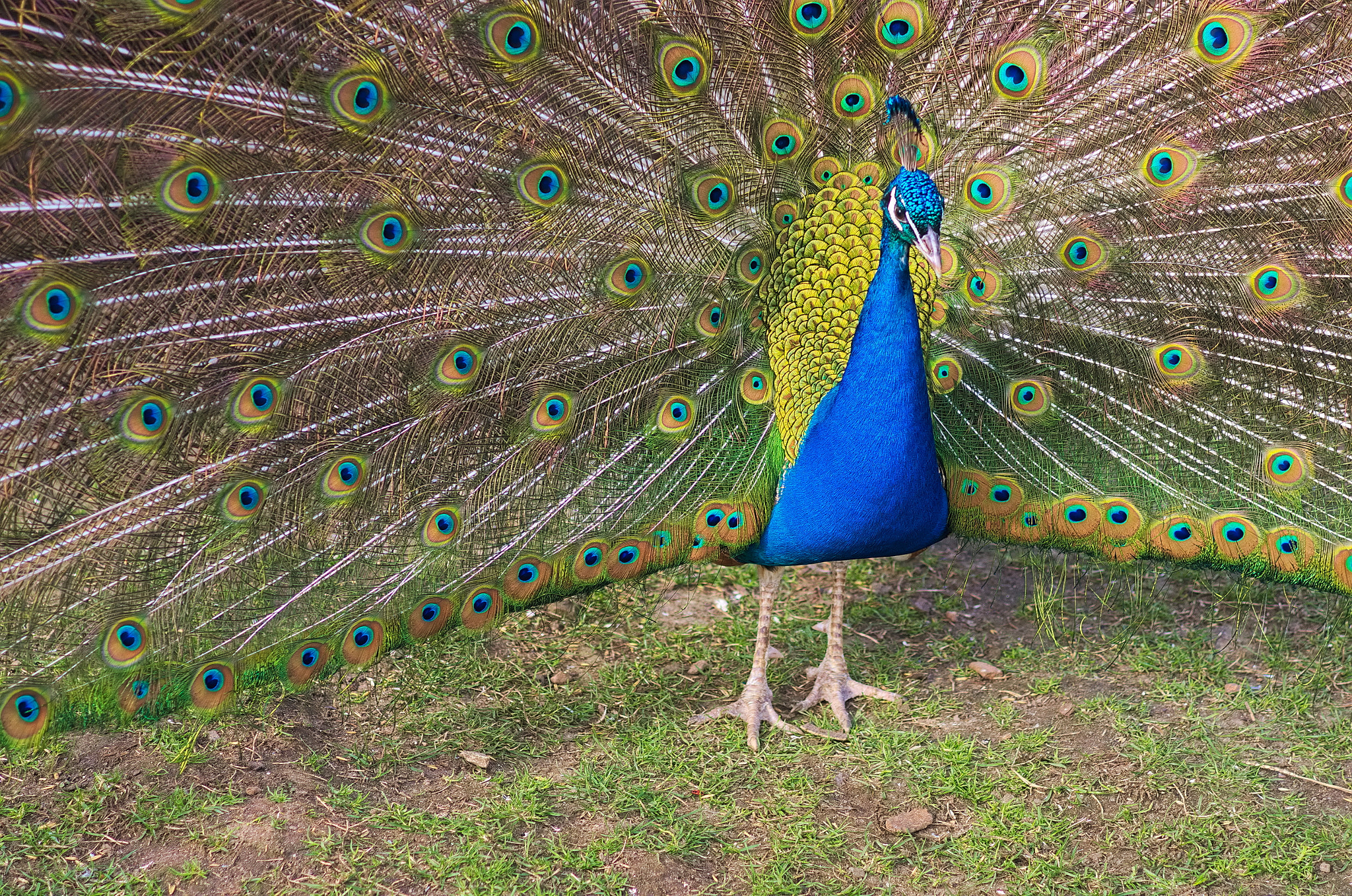 Pentax K-5 + Pentax smc DA 70mm F2.4 AL Limited sample photo. Indian peafowl seen on a small trip photography