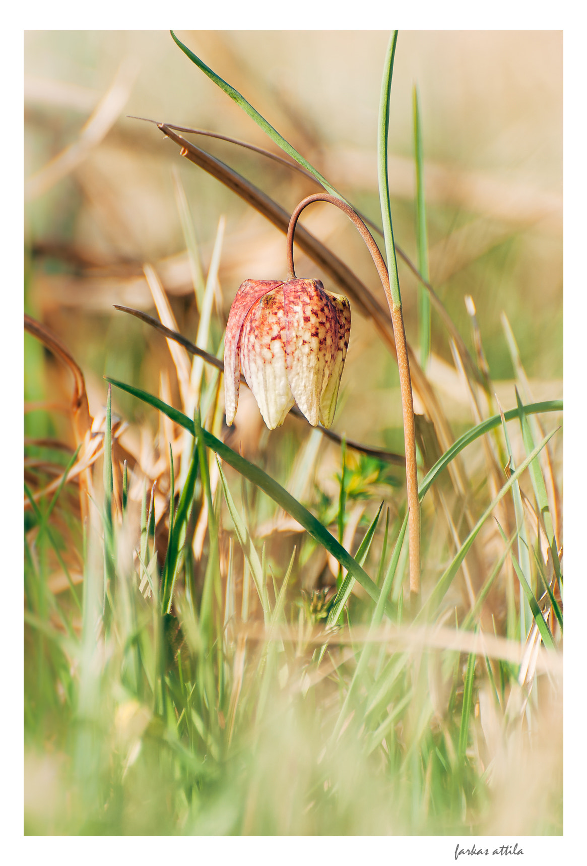 Nikon D60 sample photo. Wild fritillaria photography