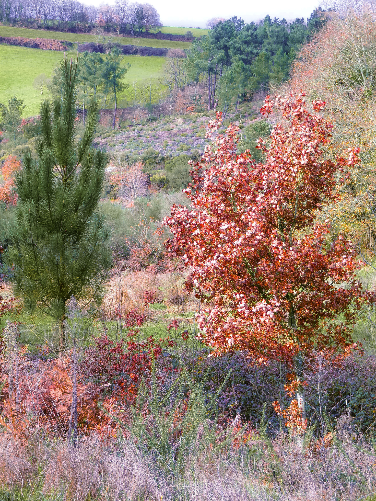 Olympus u9010,S9010 sample photo. As  cores  do  outono  ii. photography