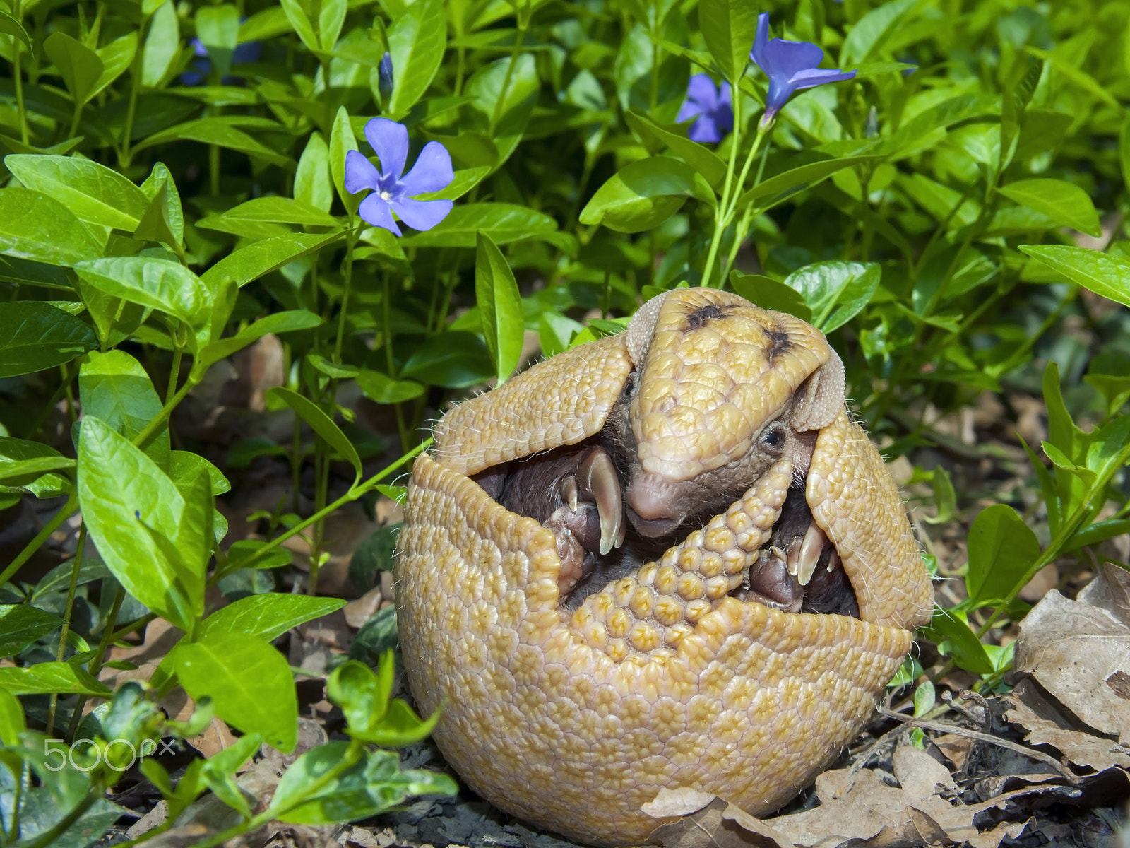 Canon EOS 40D sample photo. Very spring: flower and egg (or armadillo ball) photography