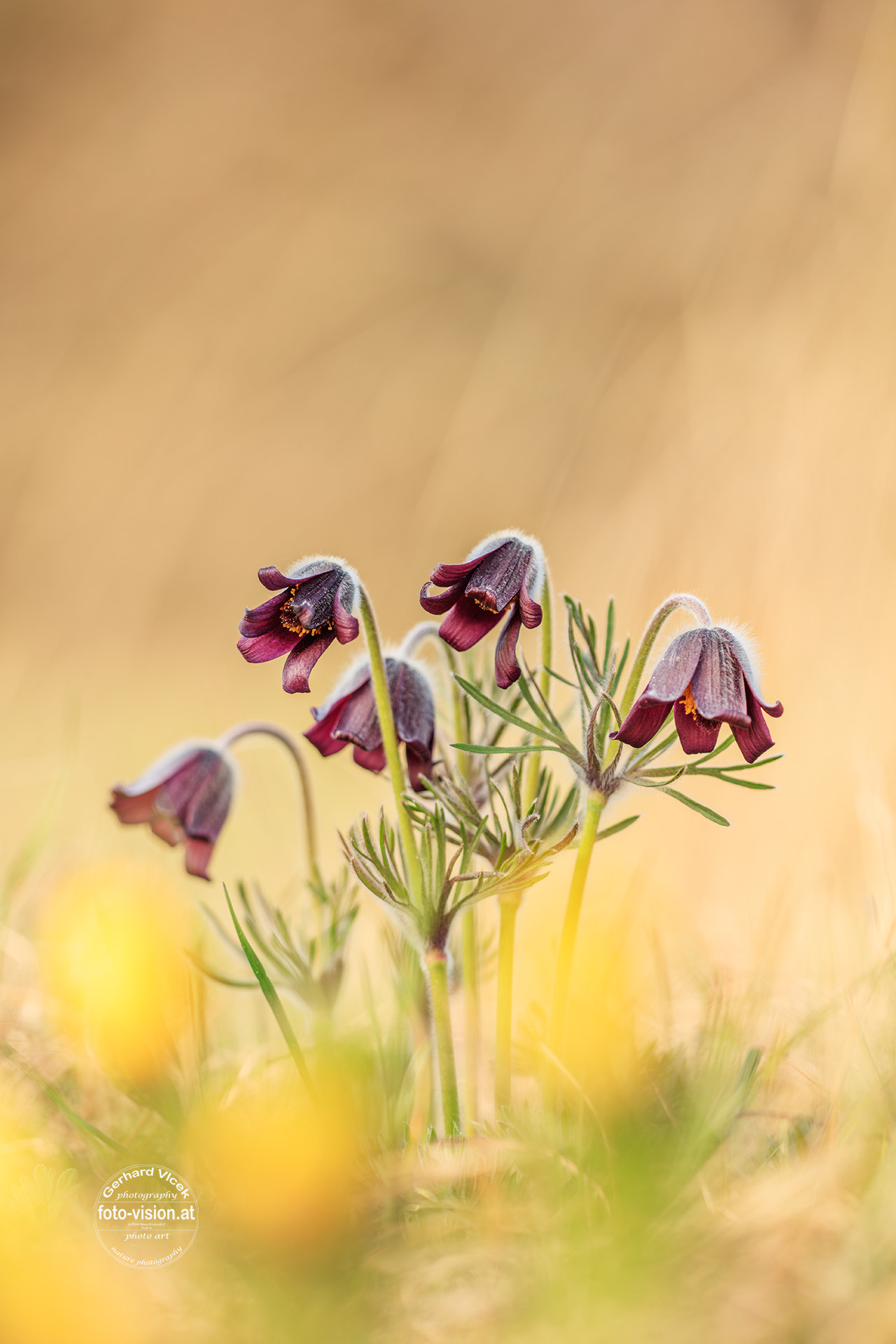 Sigma APO Macro 150mm f/2.8 EX DG HSM sample photo. A group of pasqueflowers photography