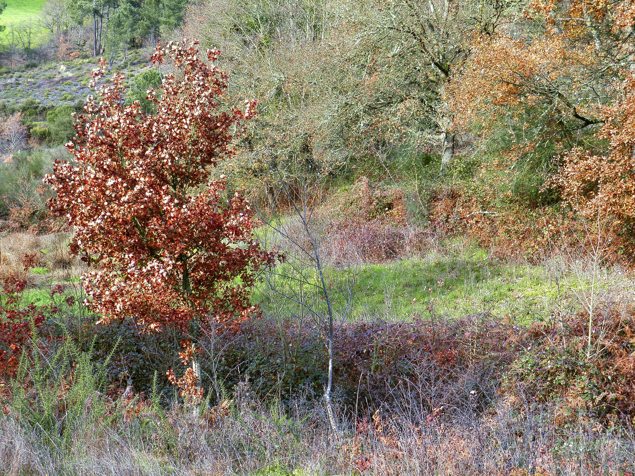 Olympus u9010,S9010 sample photo. As  cores  do  outono  iii. photography