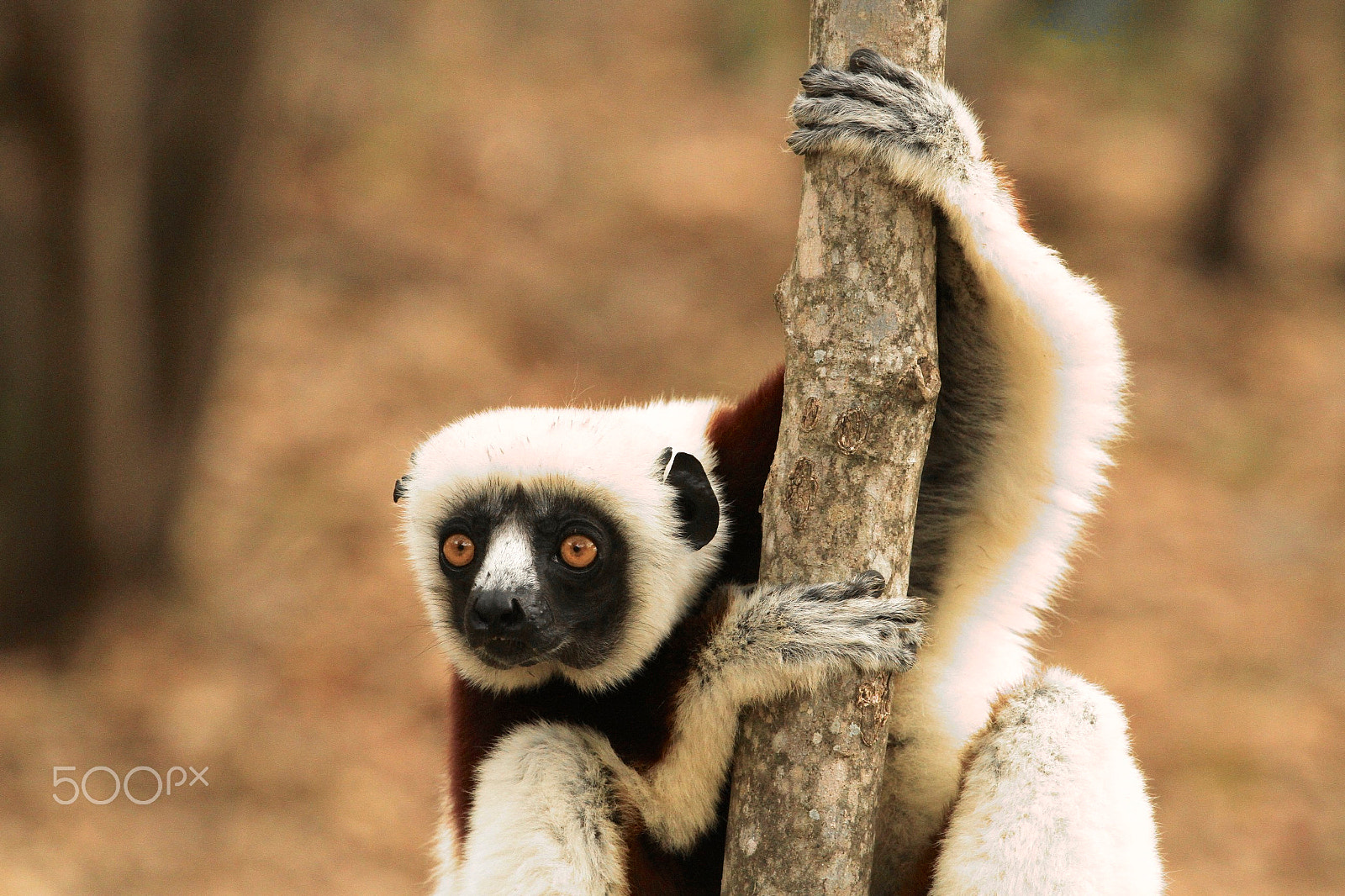 Canon EF 100-400mm F4.5-5.6L IS USM sample photo. Coquerel's sifaka photography