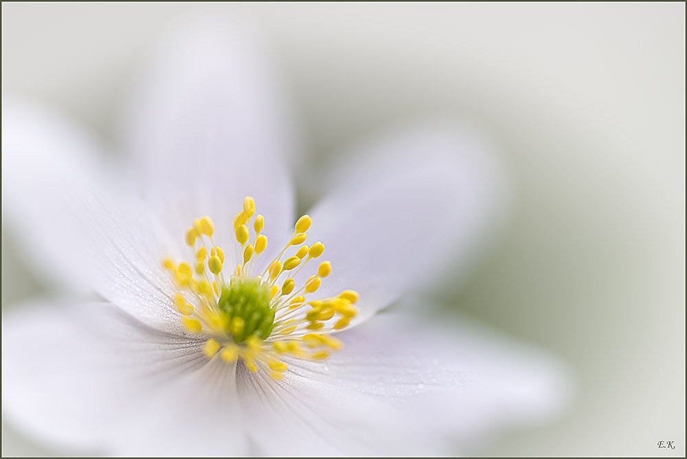 Sony a99 II sample photo. Wood anemone photography