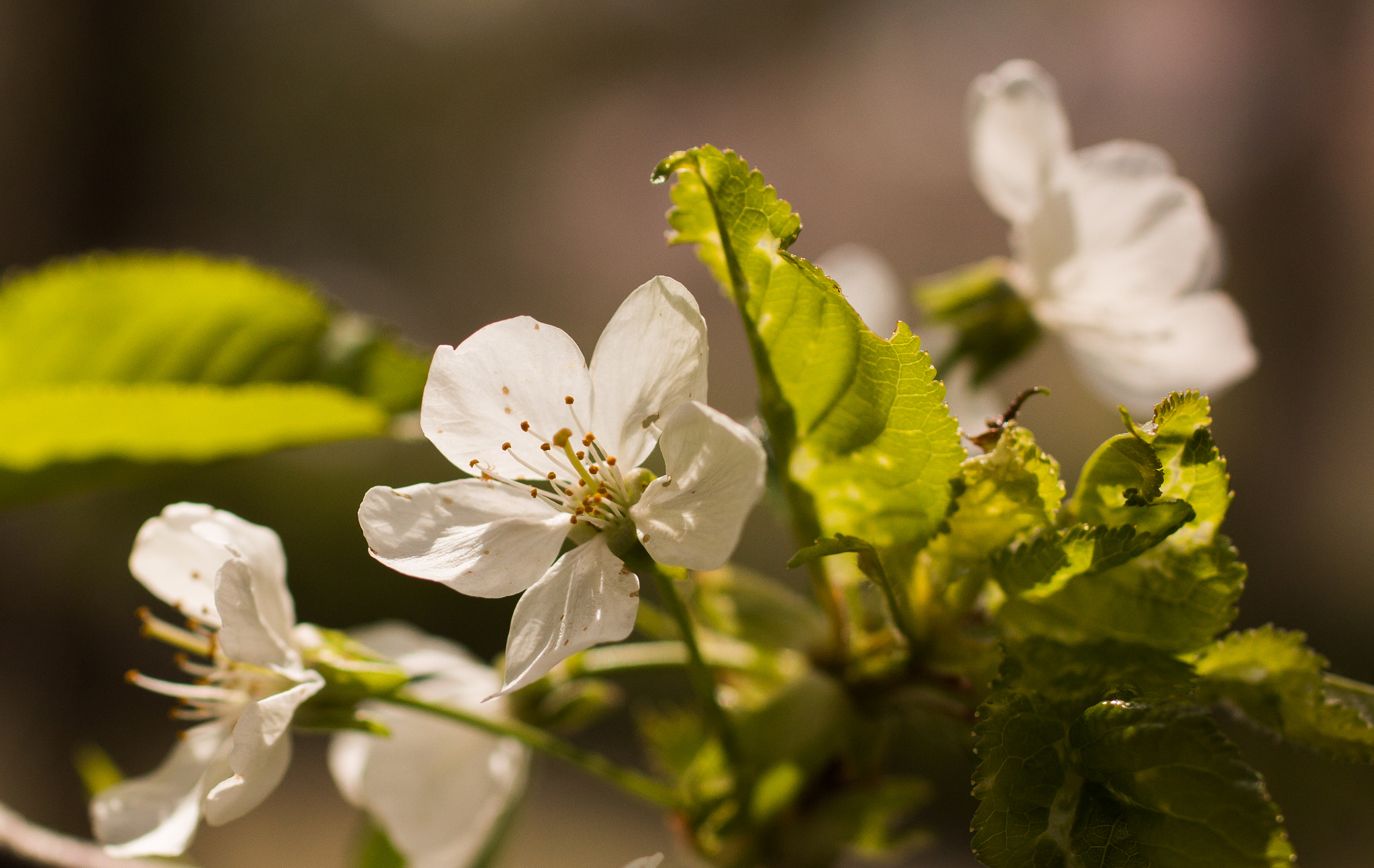 Canon EOS 70D + Sigma 50mm f/2.8 EX sample photo. Sakura photography