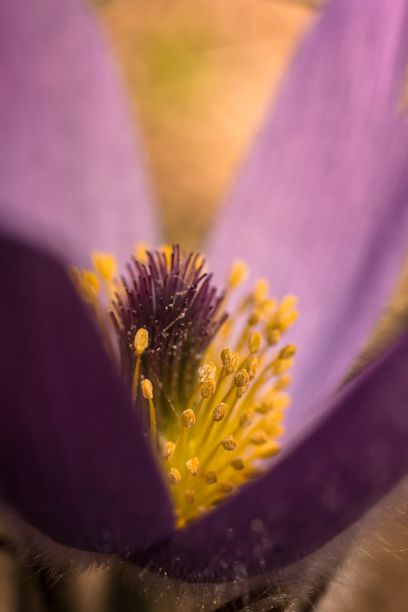 Canon EOS 70D + Sigma 50mm f/2.8 EX sample photo. The secret photography