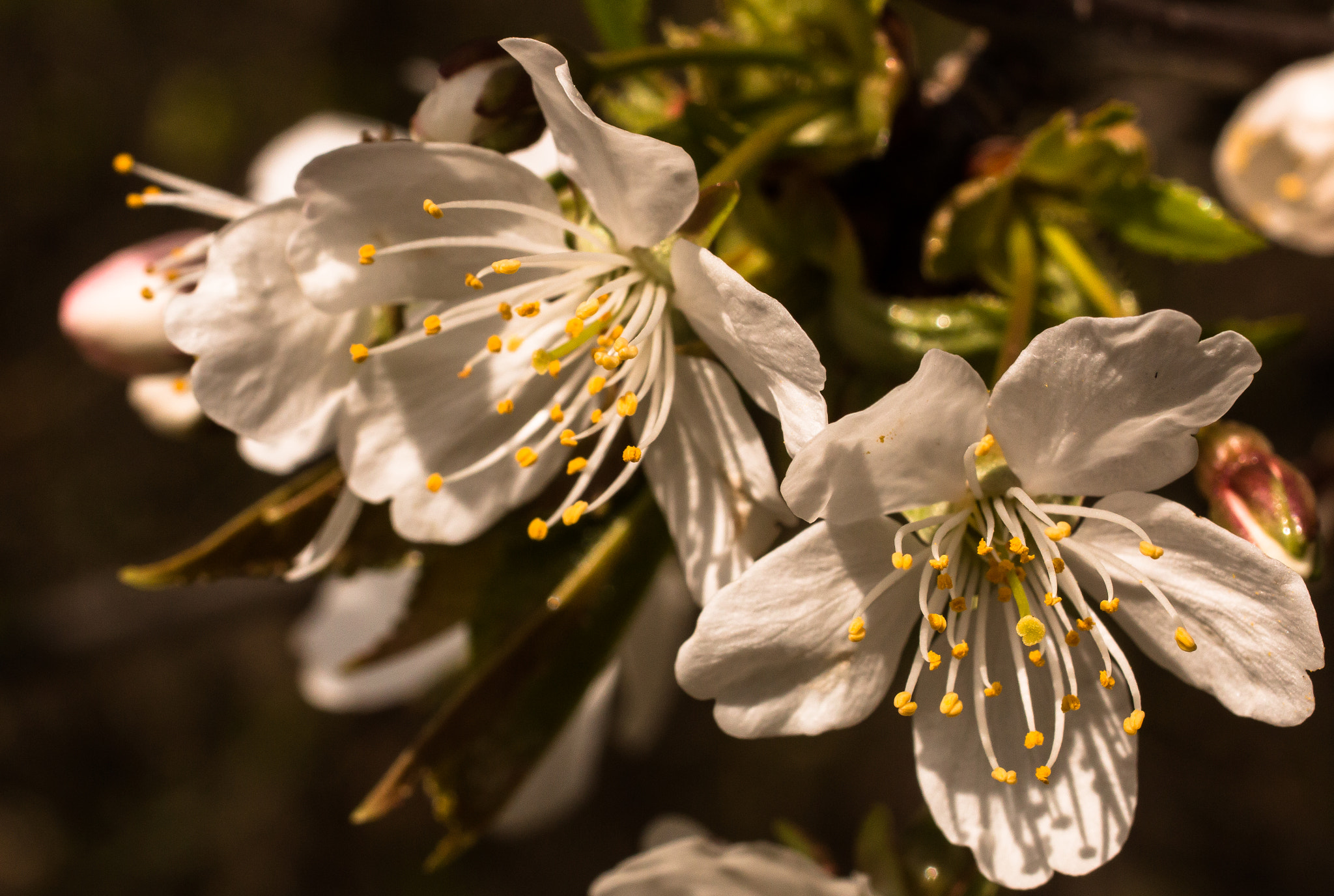 Canon EOS 70D + Sigma 50mm f/2.8 EX sample photo. Tender photography