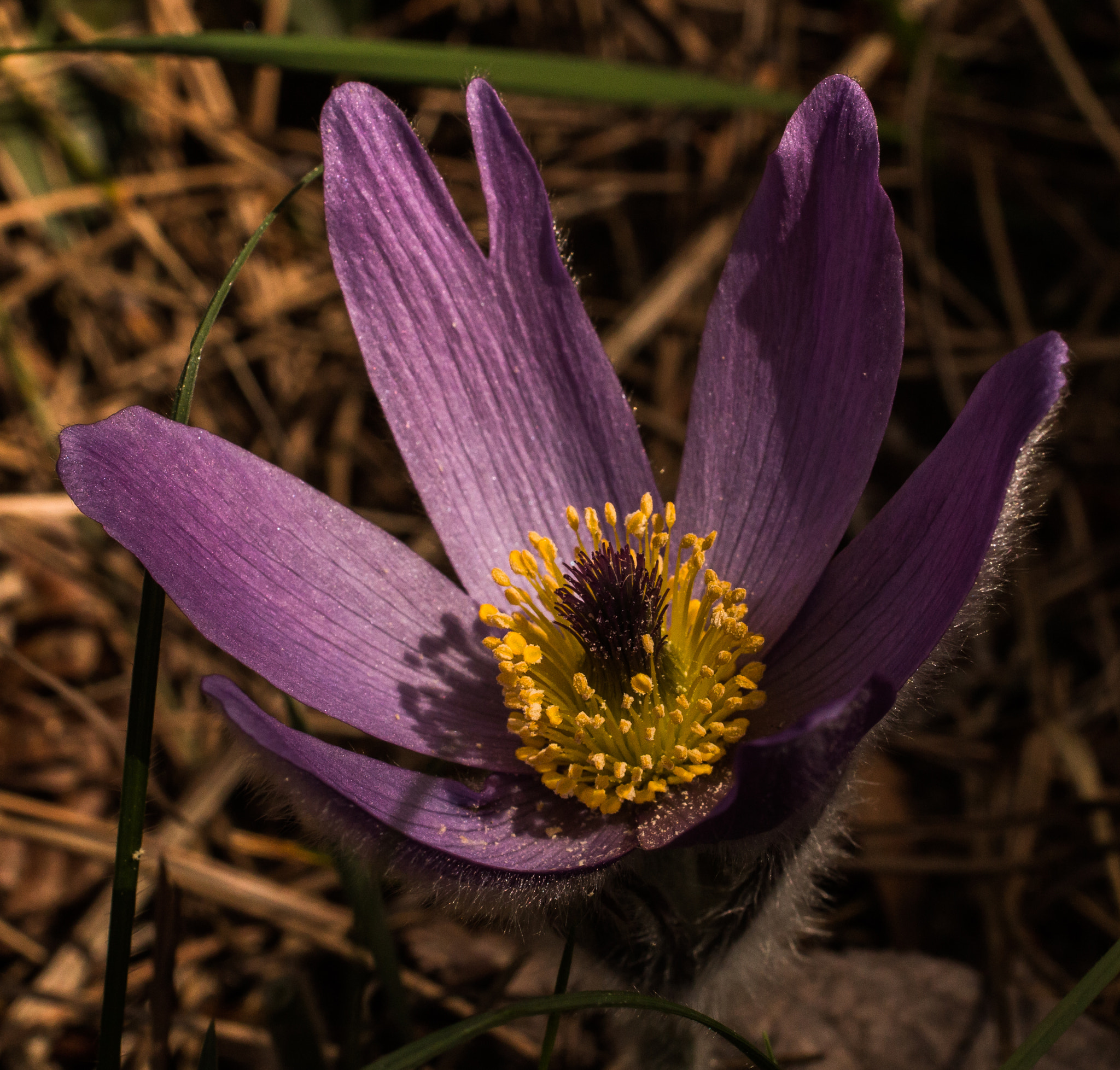 Canon EOS 70D + Sigma 50mm f/2.8 EX sample photo. Pasque (pulsatilla) photography