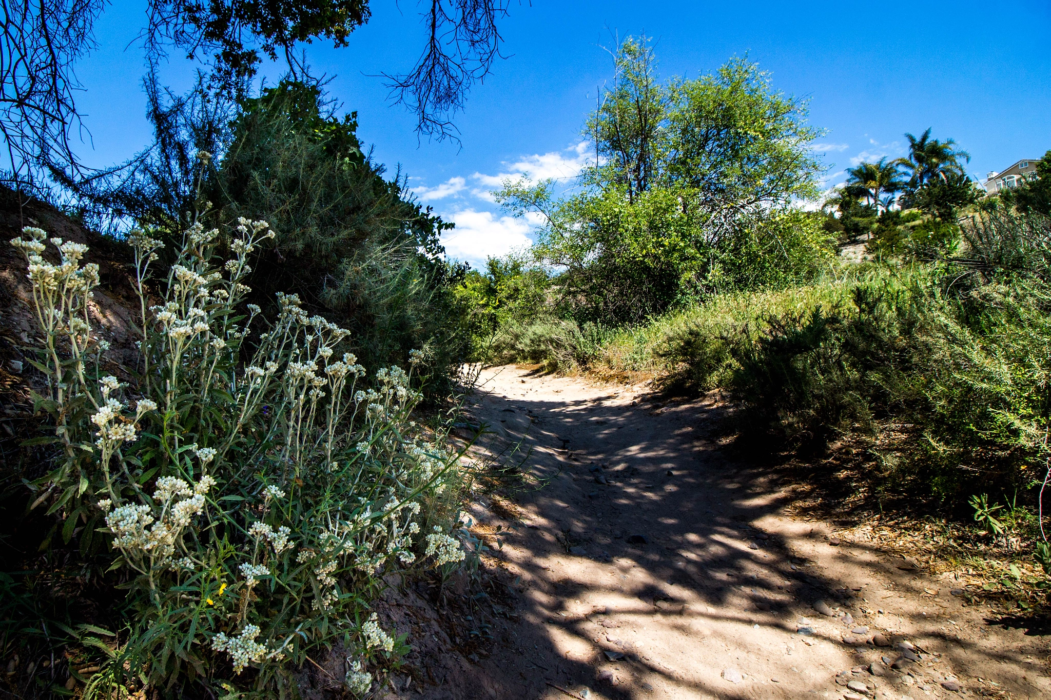 Canon EF-S 10-18mm F4.5–5.6 IS STM sample photo. Blue skys photography