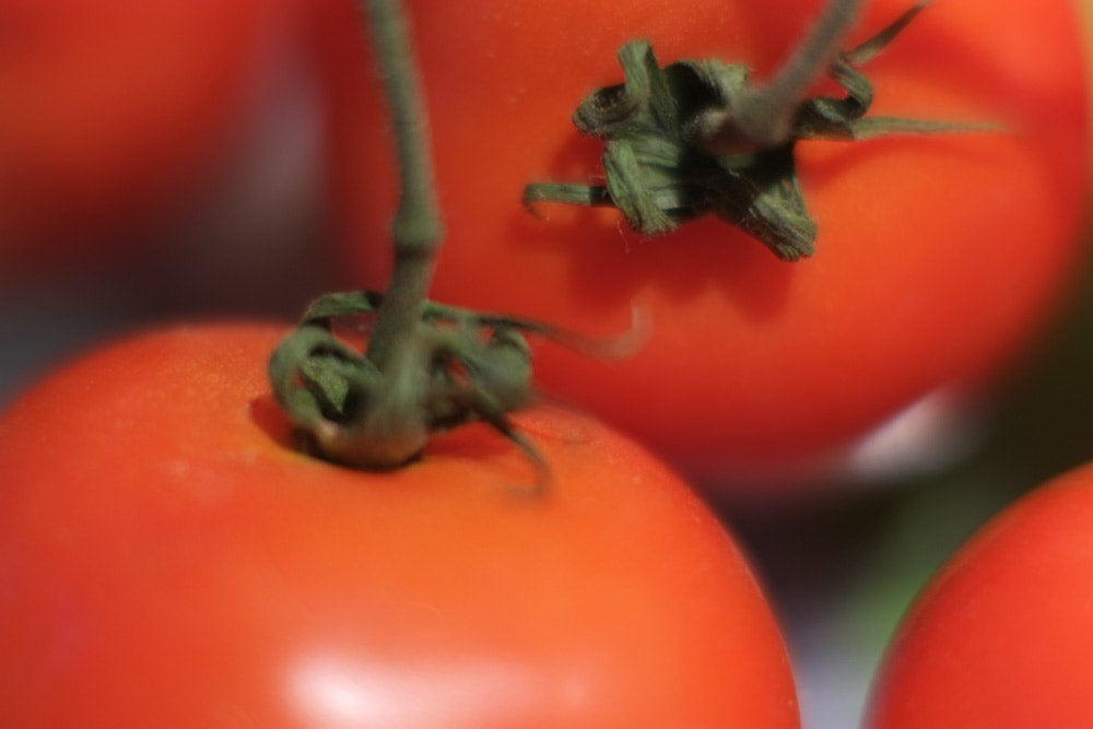 Fujifilm X-E1 + Fujifilm XF 56mm F1.2 R sample photo. Tomatoes photography