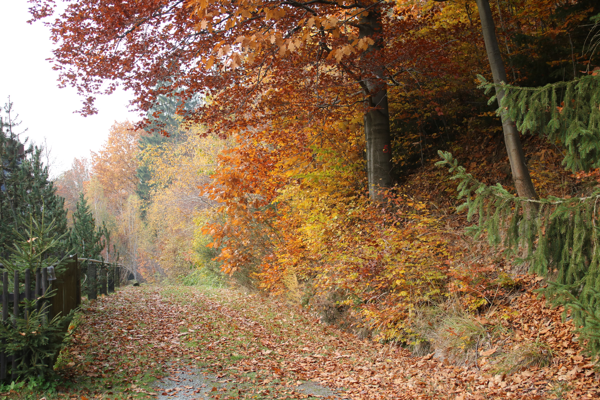 Canon EOS 760D (EOS Rebel T6s / EOS 8000D) sample photo. Herbst photography