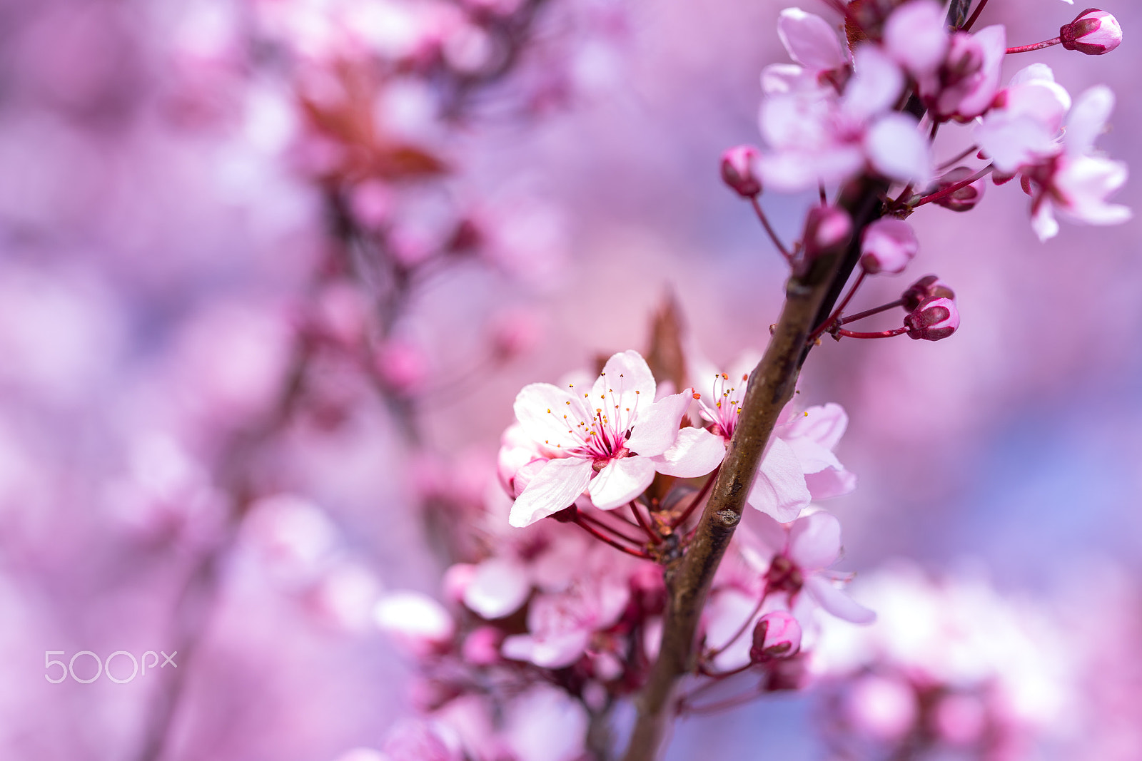 Sony a7 II + 90mm F2.8 Macro SSM sample photo. Spring blooms photography