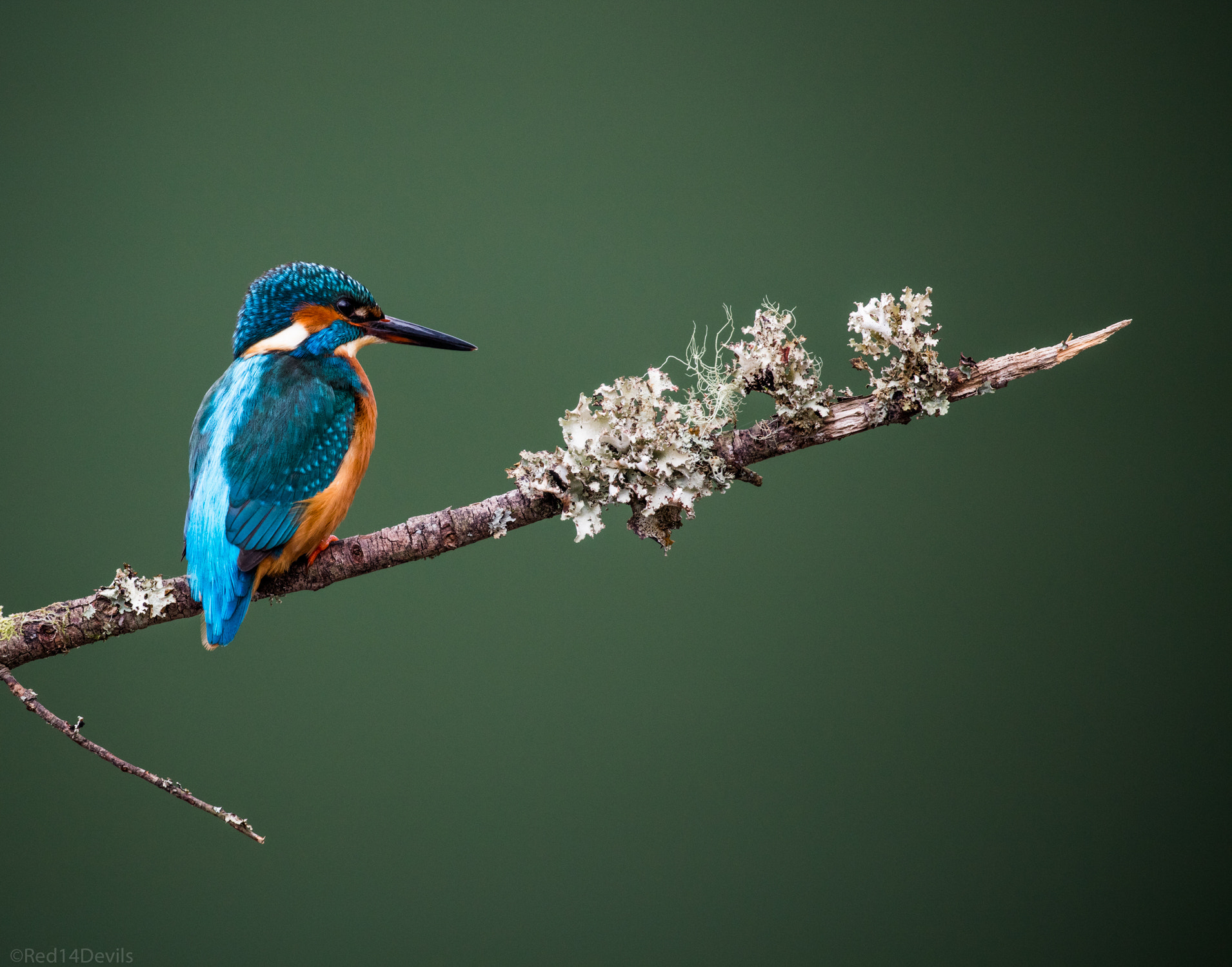 Canon EOS 5DS + Canon EF 100-400mm F4.5-5.6L IS II USM sample photo. Kingfisher, wychbold photography