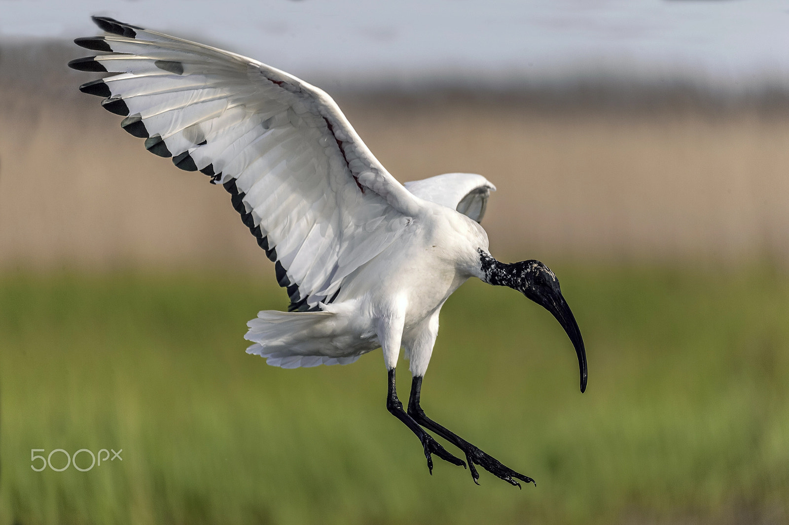 Sigma 150-600mm F5-6.3 DG OS HSM | C sample photo. Ibis sacro photography