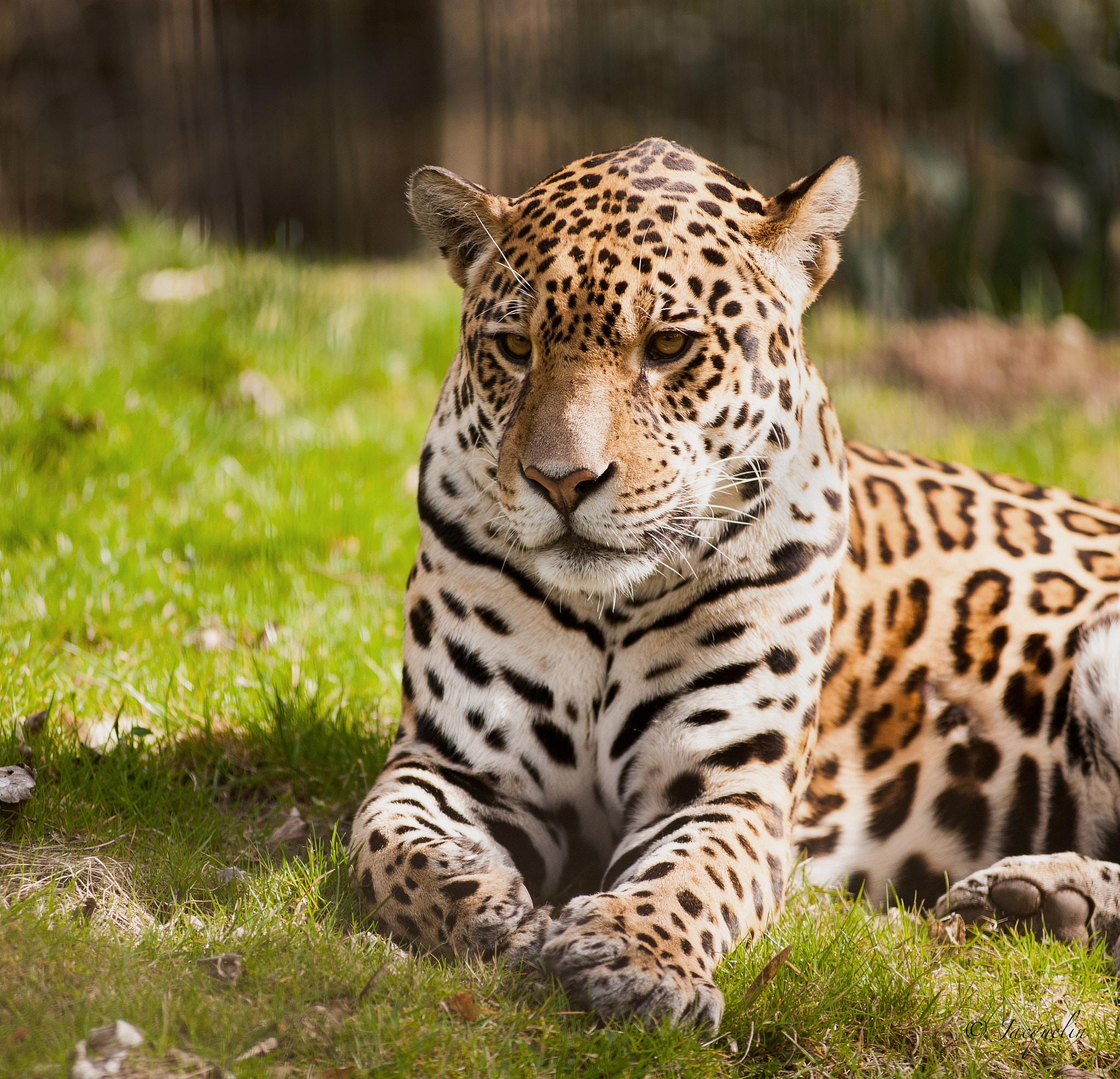 AF Zoom-Nikkor 80-200mm f/2.8 ED sample photo. Geduldig !! photography