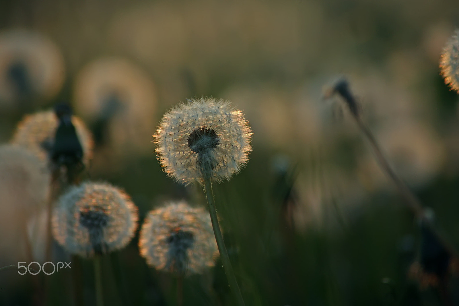 Canon EOS 5D + Tamron AF 70-300mm F4-5.6 Di LD Macro sample photo. Dandelions photography