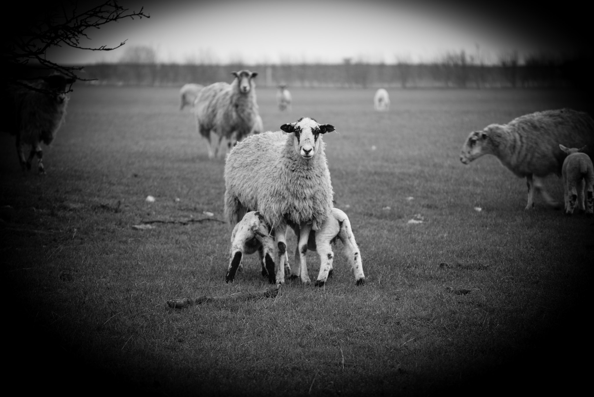 Nikon D800 + AF Nikkor 70-210mm f/4-5.6 sample photo. Motherslove.jpg photography