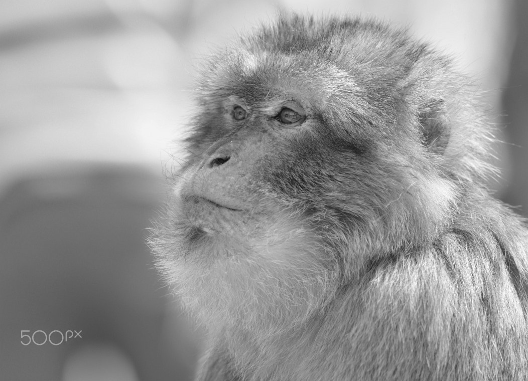 Nikon D800 + Nikon AF-S Nikkor 400mm F2.8G ED VR II sample photo. Berberaffe - barbary ape - (macaca sylvanus) photography