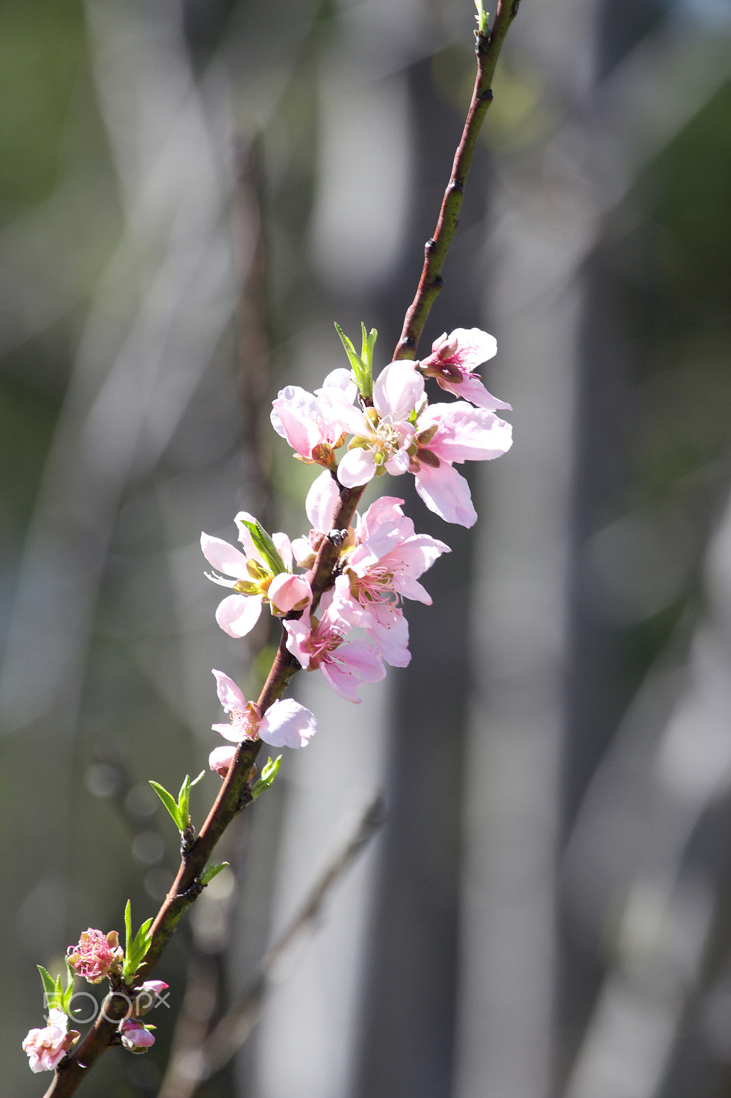 Canon EOS 600D (Rebel EOS T3i / EOS Kiss X5) + Canon EF 100-400mm F4.5-5.6L IS USM sample photo. Peach blossom photography