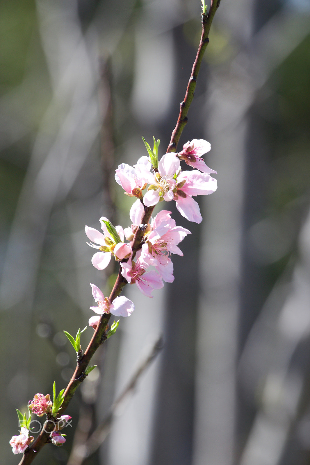 Canon EF 100-400mm F4.5-5.6L IS USM sample photo. Peach blossom photography