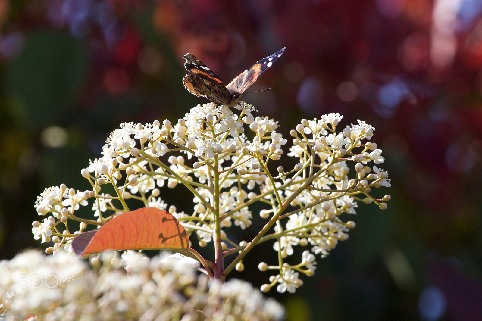Canon EF 100-400mm F4.5-5.6L IS USM sample photo. Butterfly photography