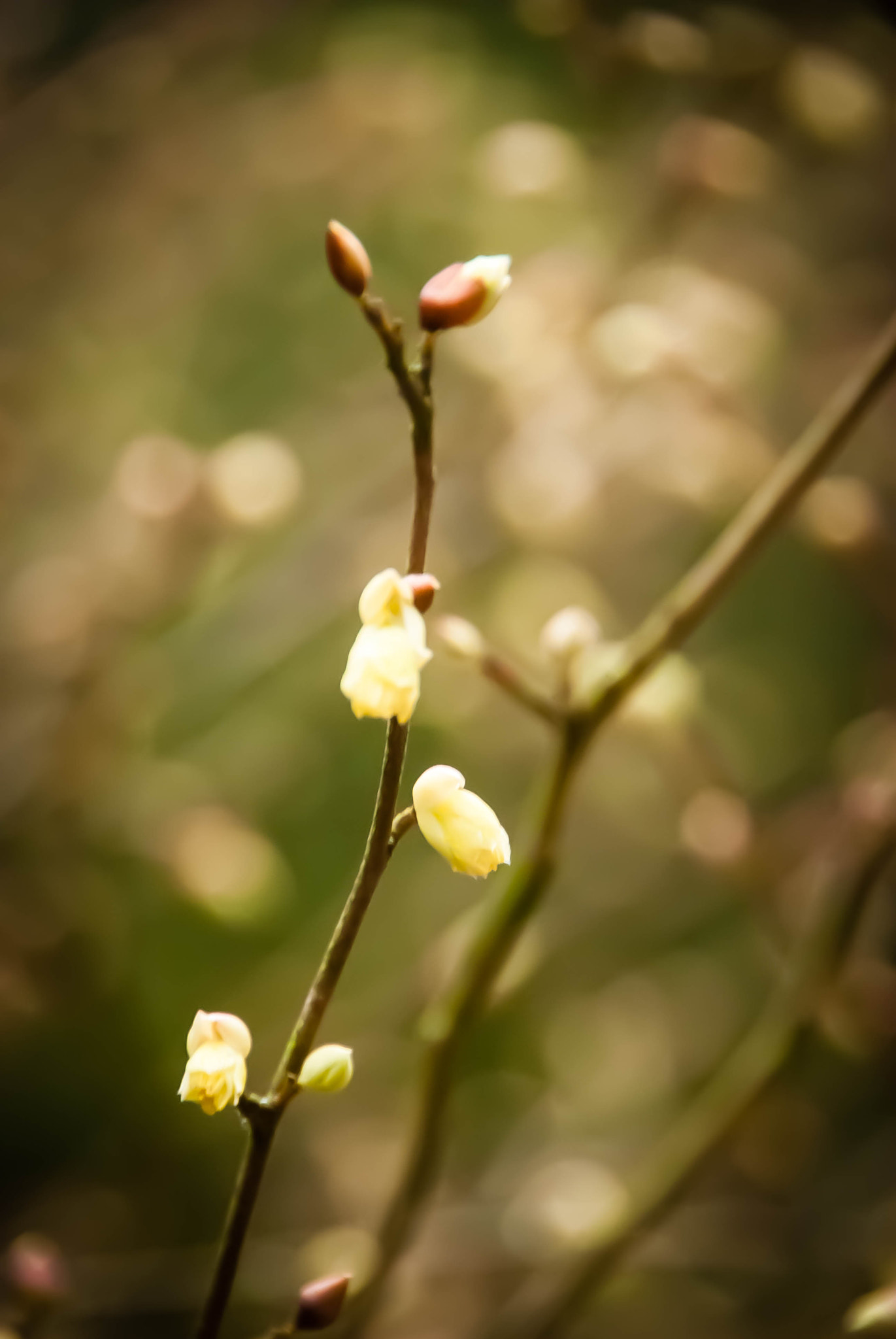 Nikon D60 sample photo. Twig2 photography