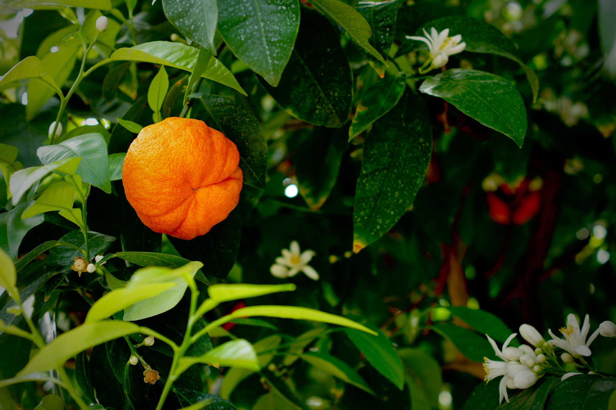 Sony Alpha DSLR-A580 + Sony DT 50mm F1.8 SAM sample photo. Orange is the new green photography