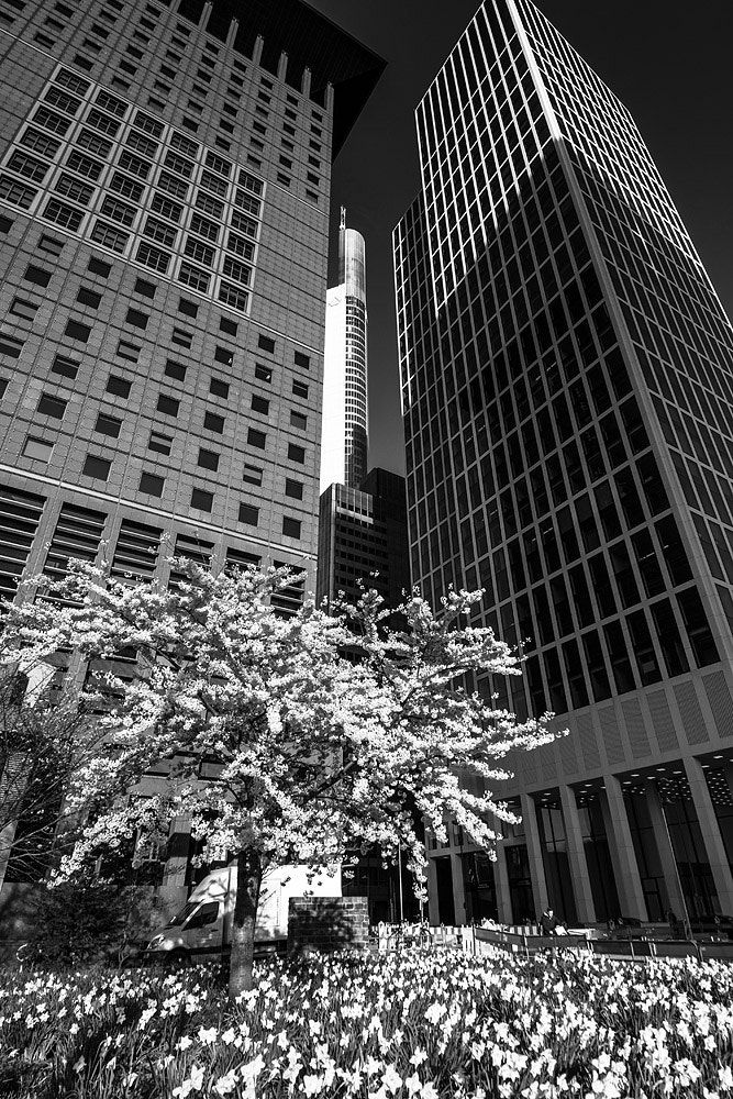 Sigma 12-24mm F4.5-5.6 II DG HSM sample photo. Frankfurt spring photography
